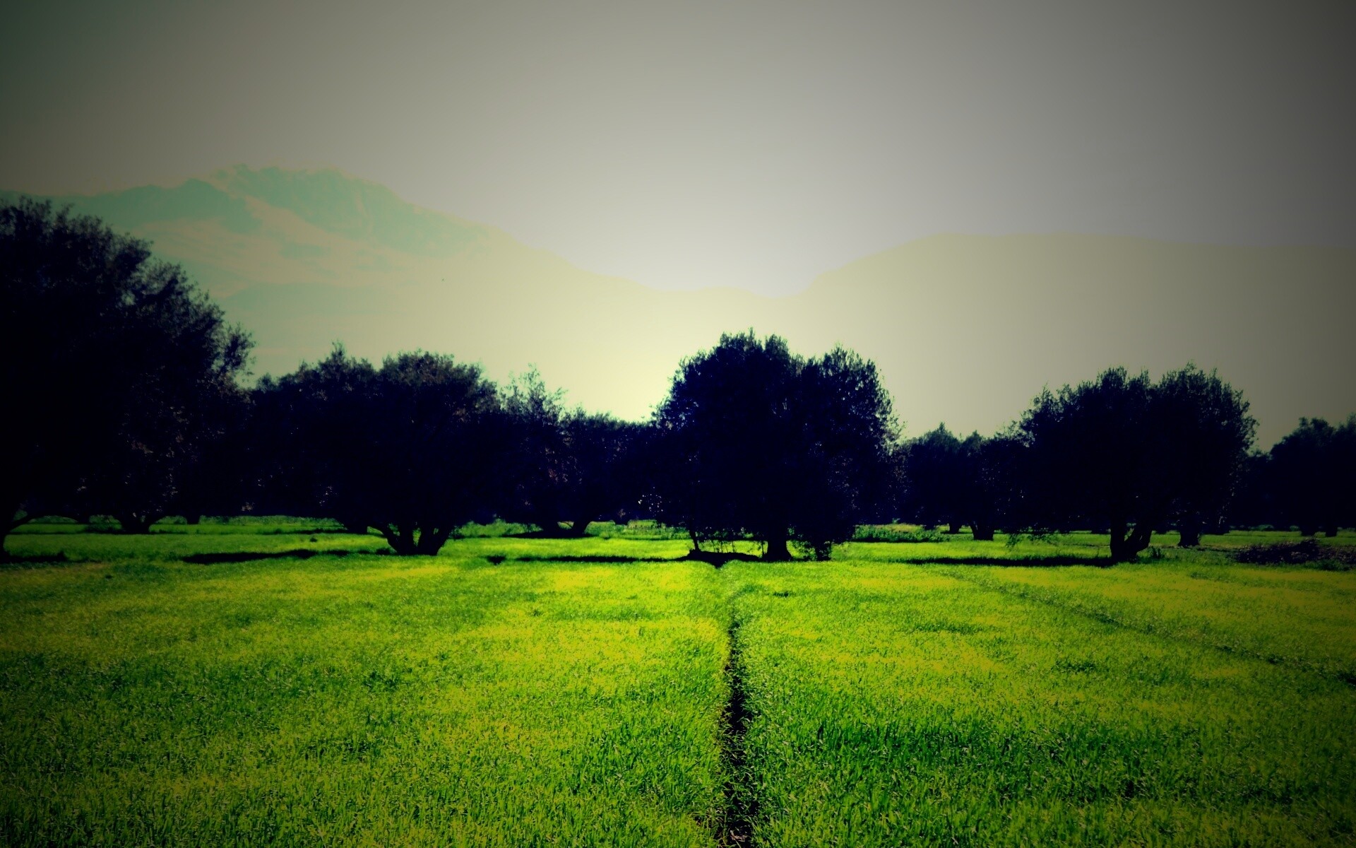 Зеленое поле обои