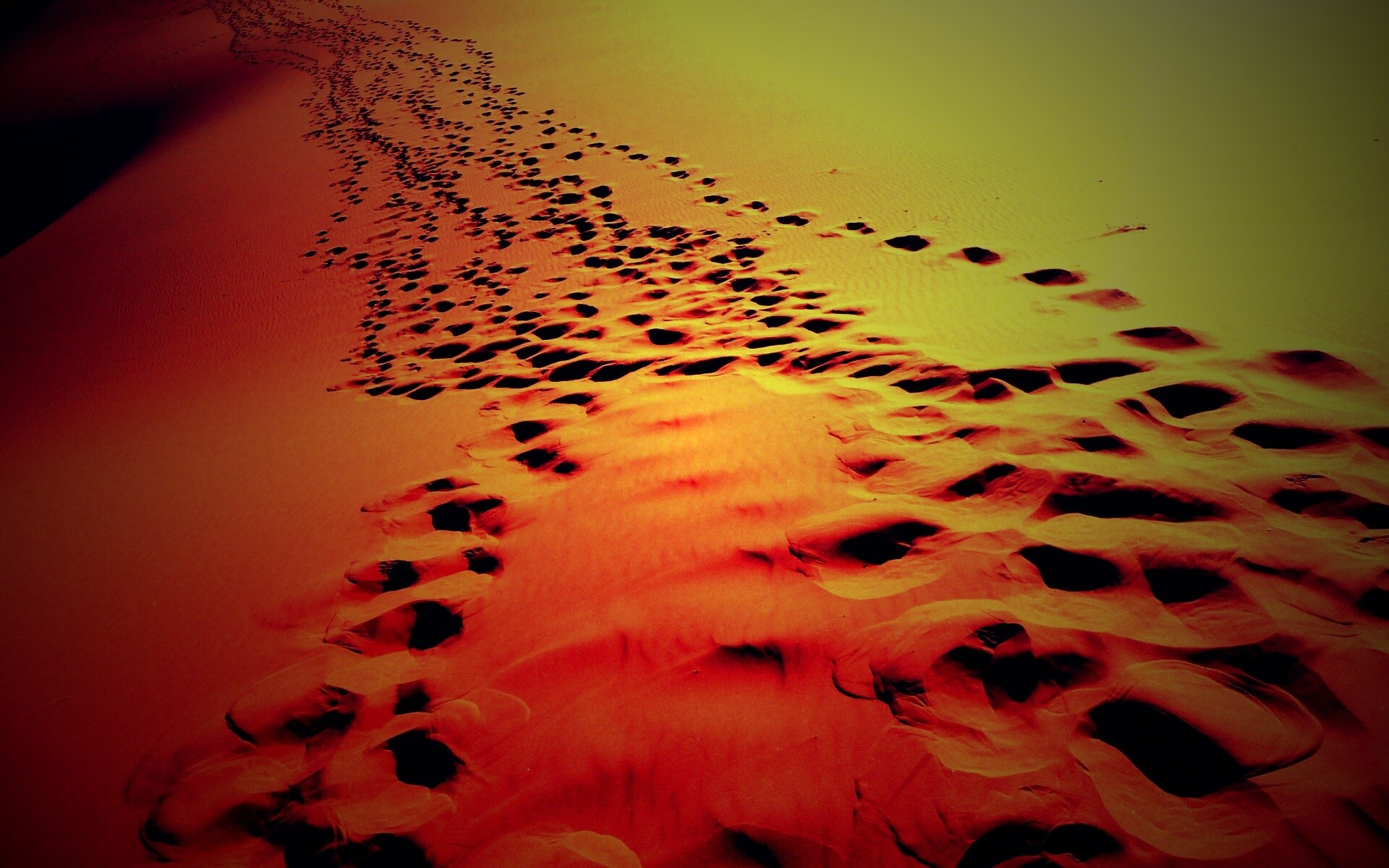 Следы в пустыне обои