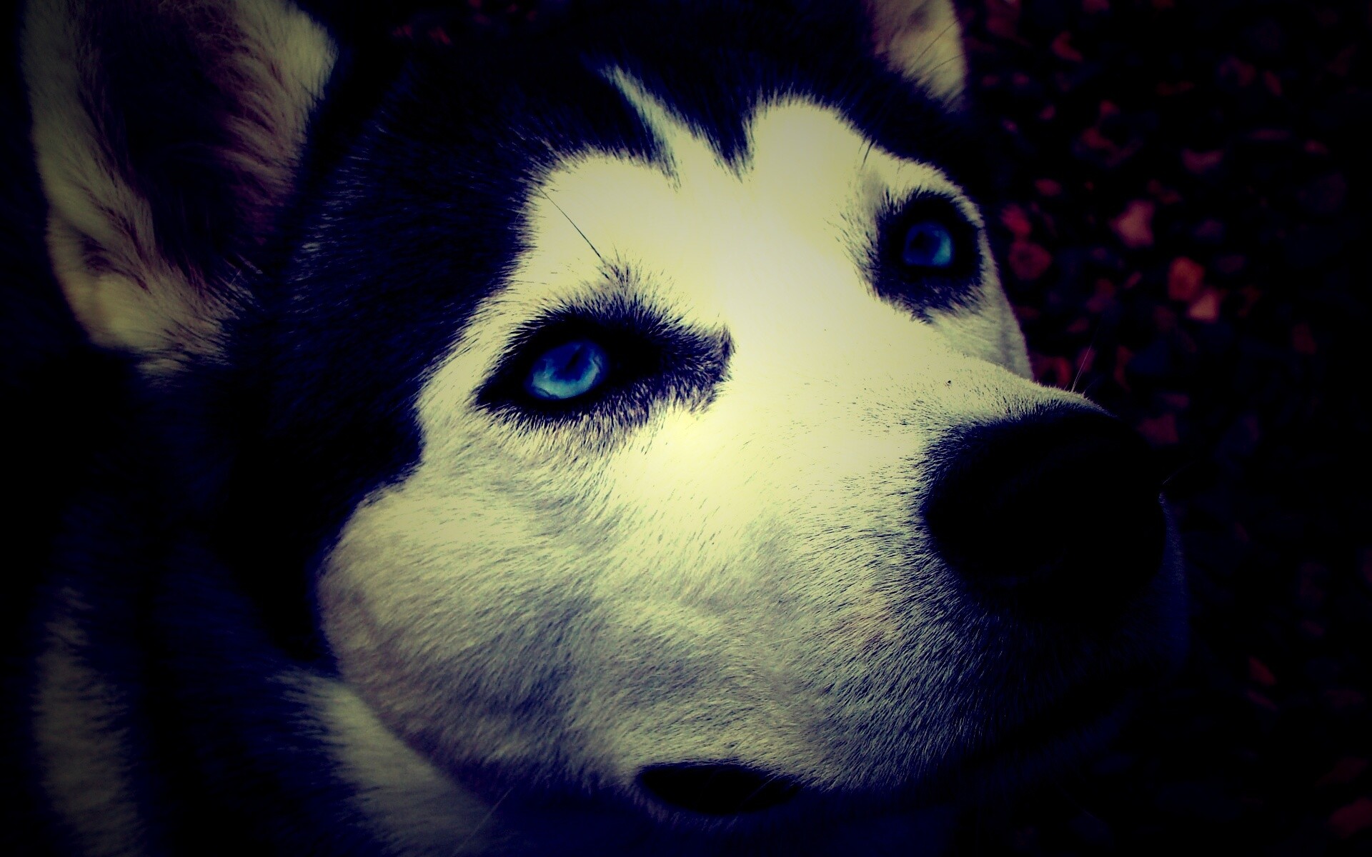 Собака хаски обои