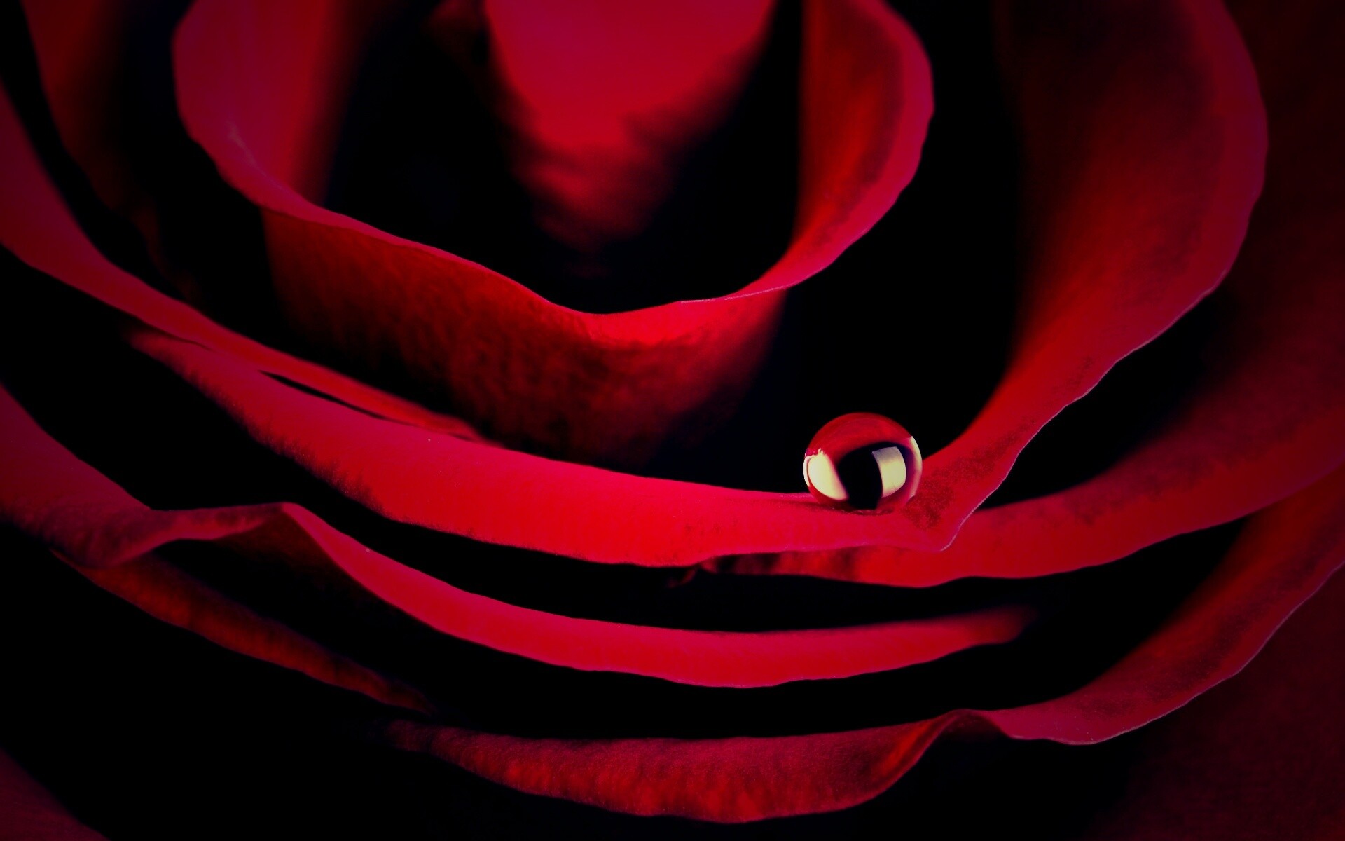 Капля воды на лепестке розы обои