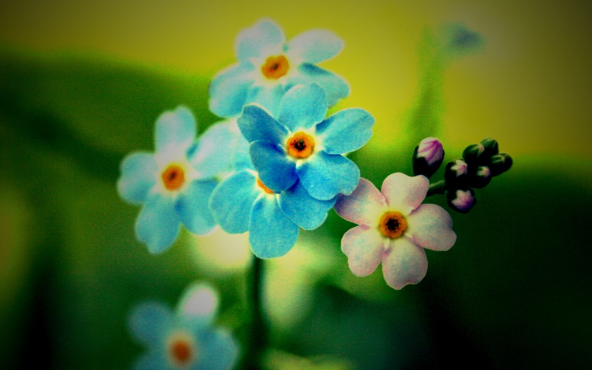 Обои цветов обои