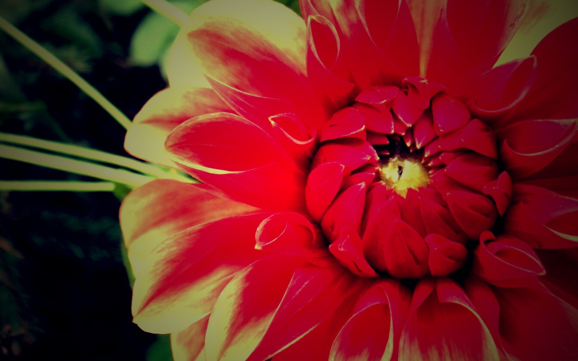 Аленький цветочек обои