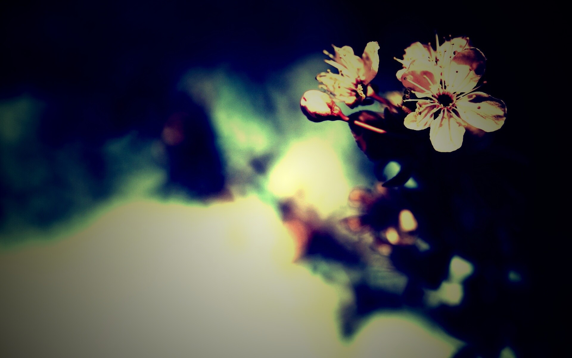 Цветок вишни обои
