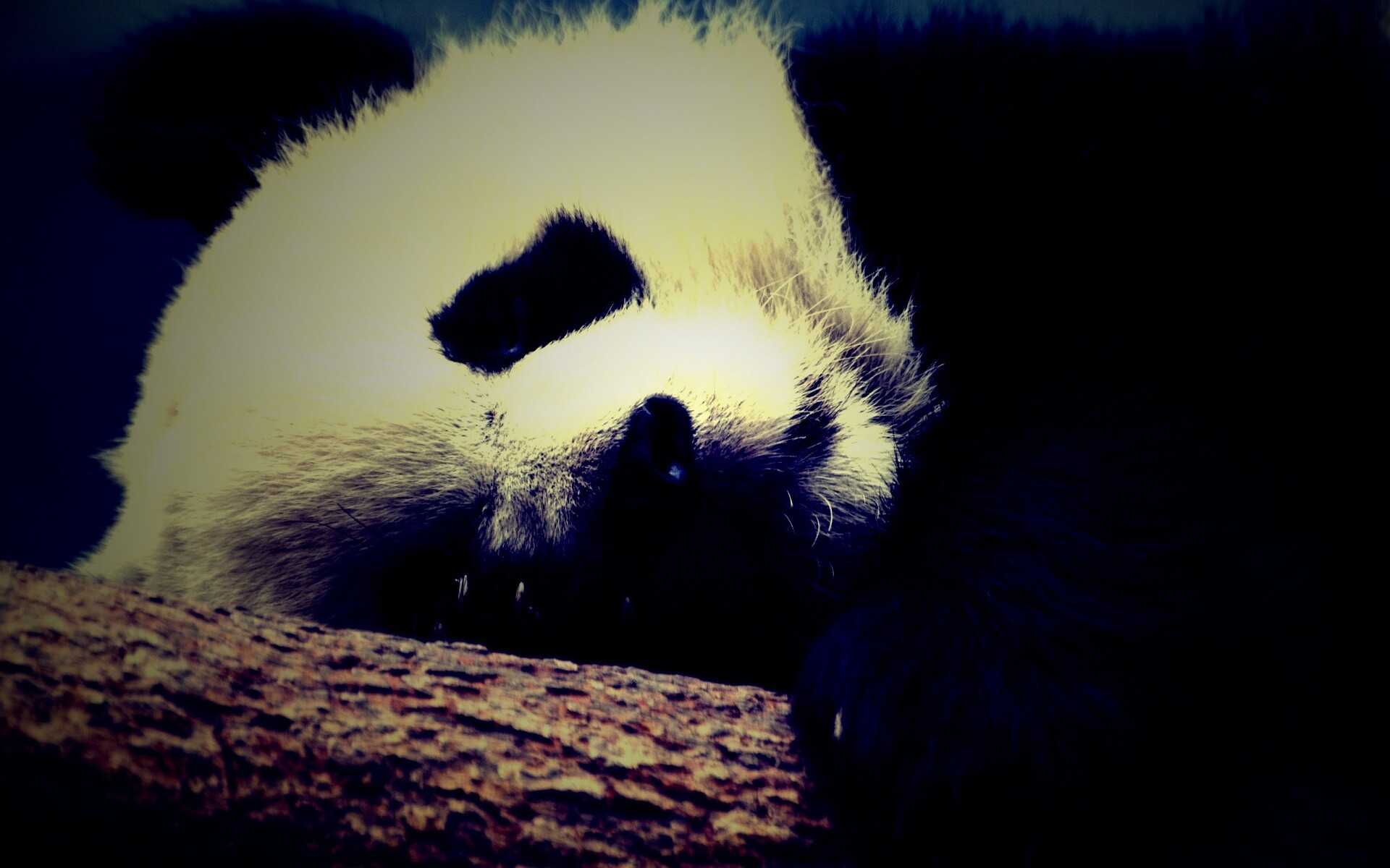 Панда на ветви обои