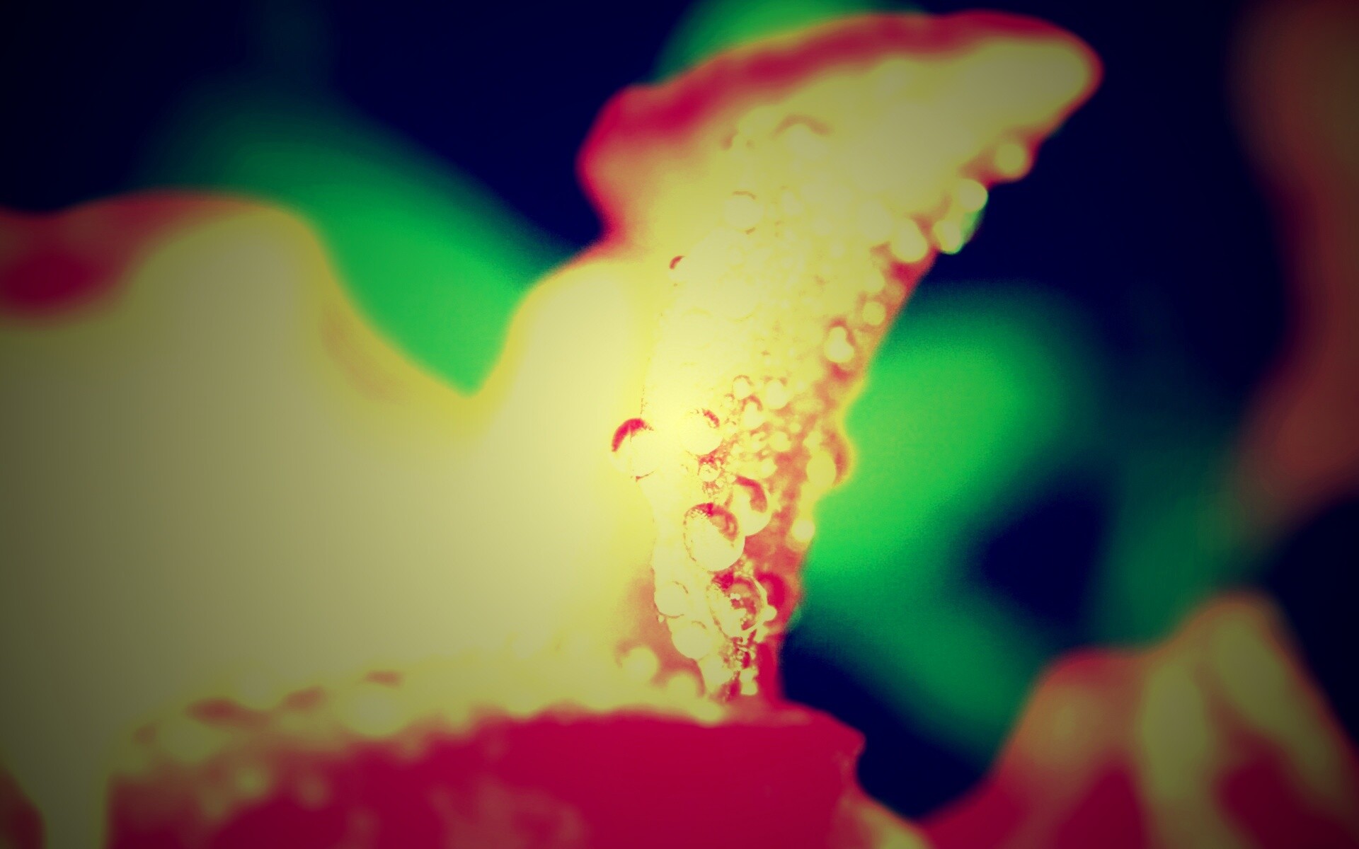 Капли росы на лепестке обои