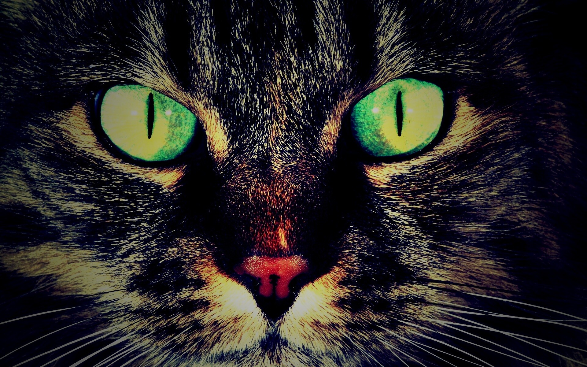 Кошачья морда обои