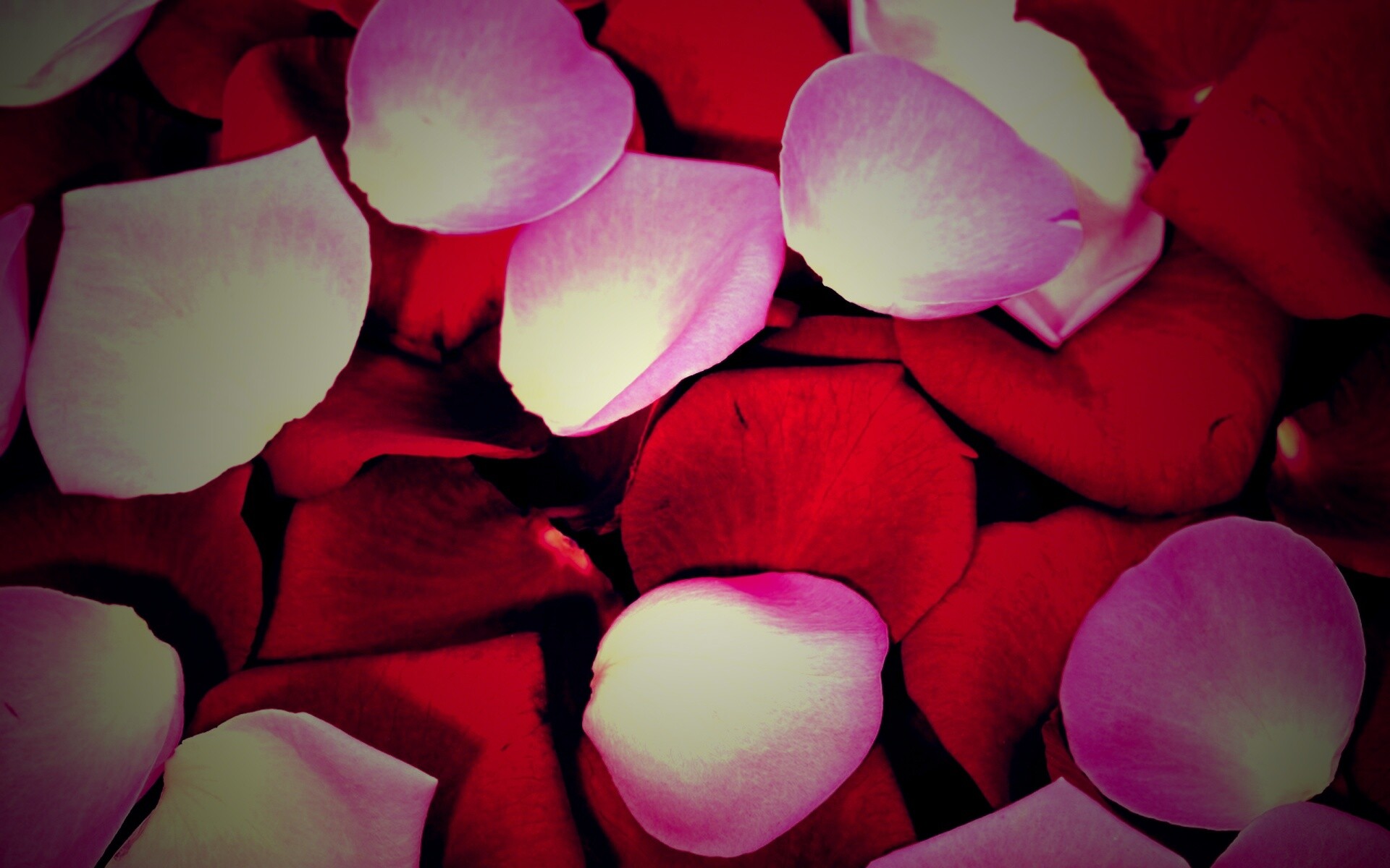 Розовые и красные лепестки обои