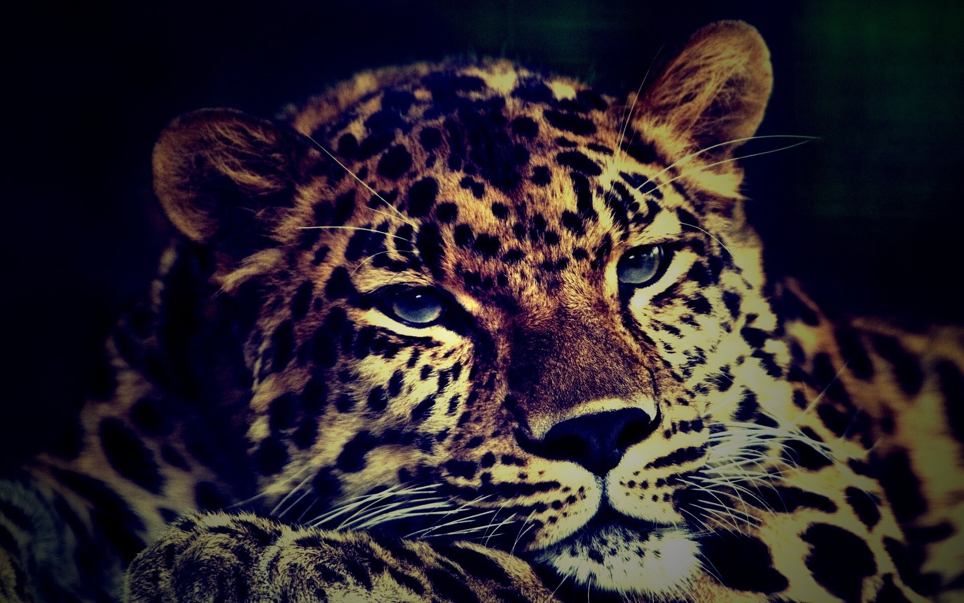 Злопасный ягуляр обои