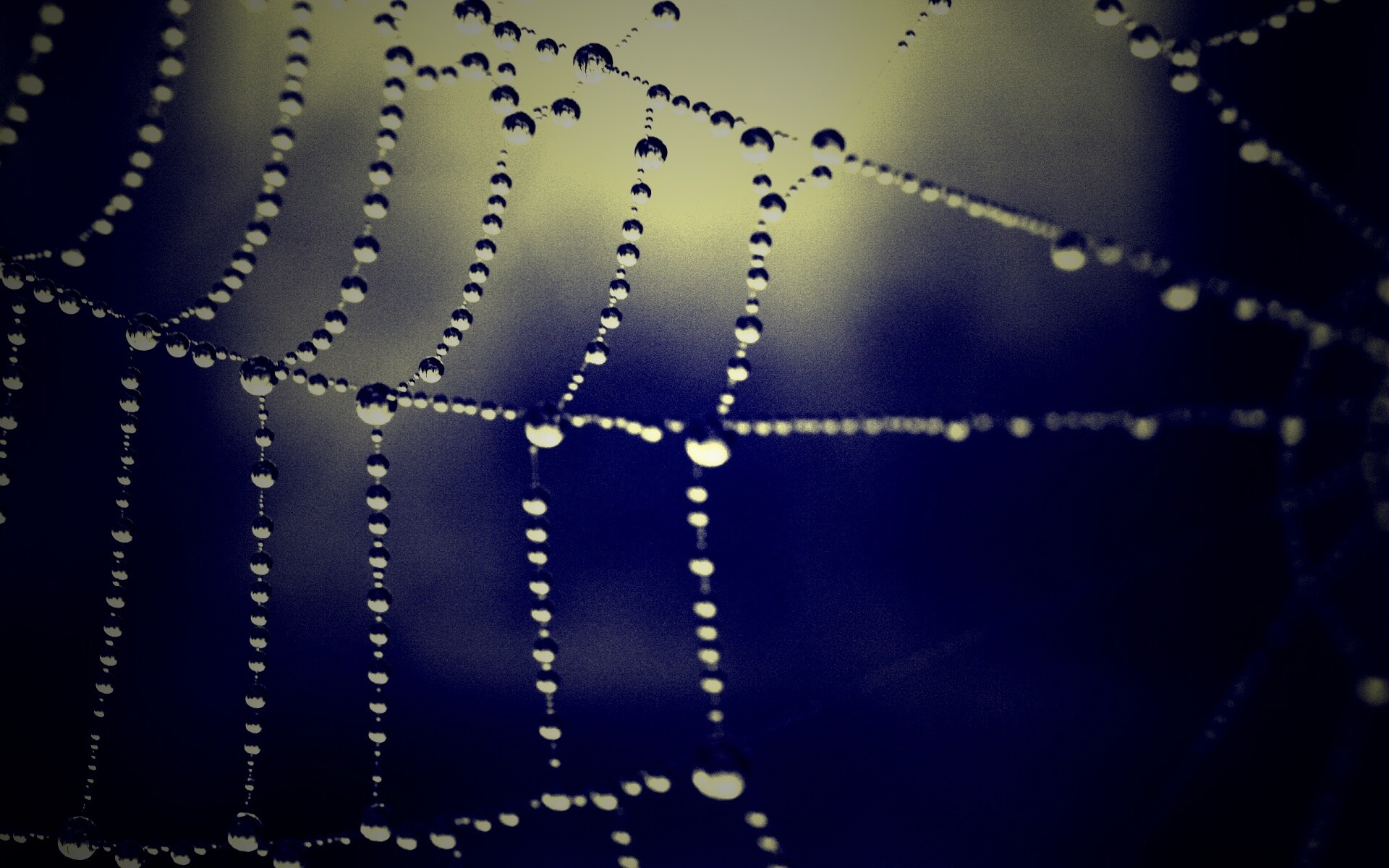 Капли на паутине обои