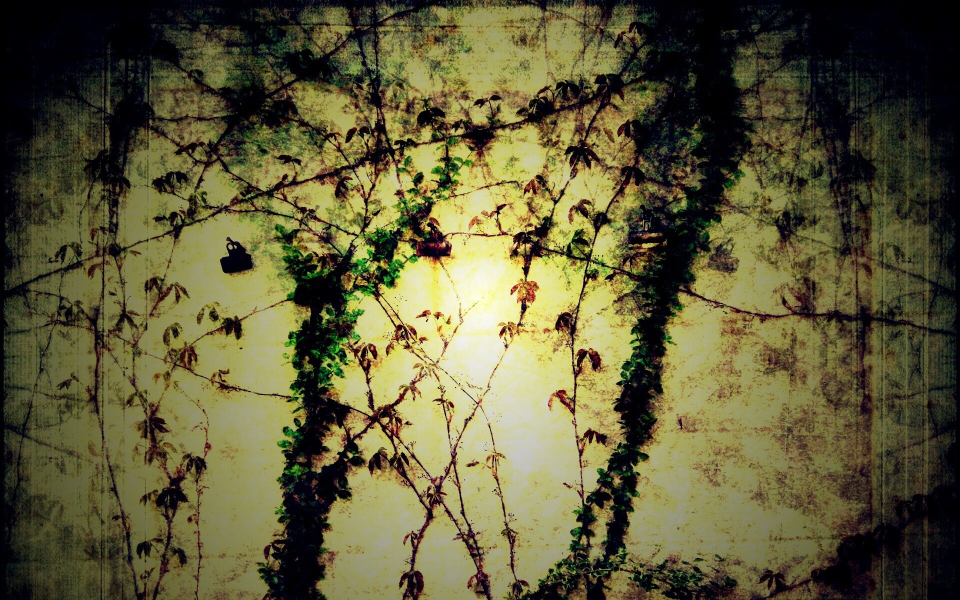 Растение на стене обои