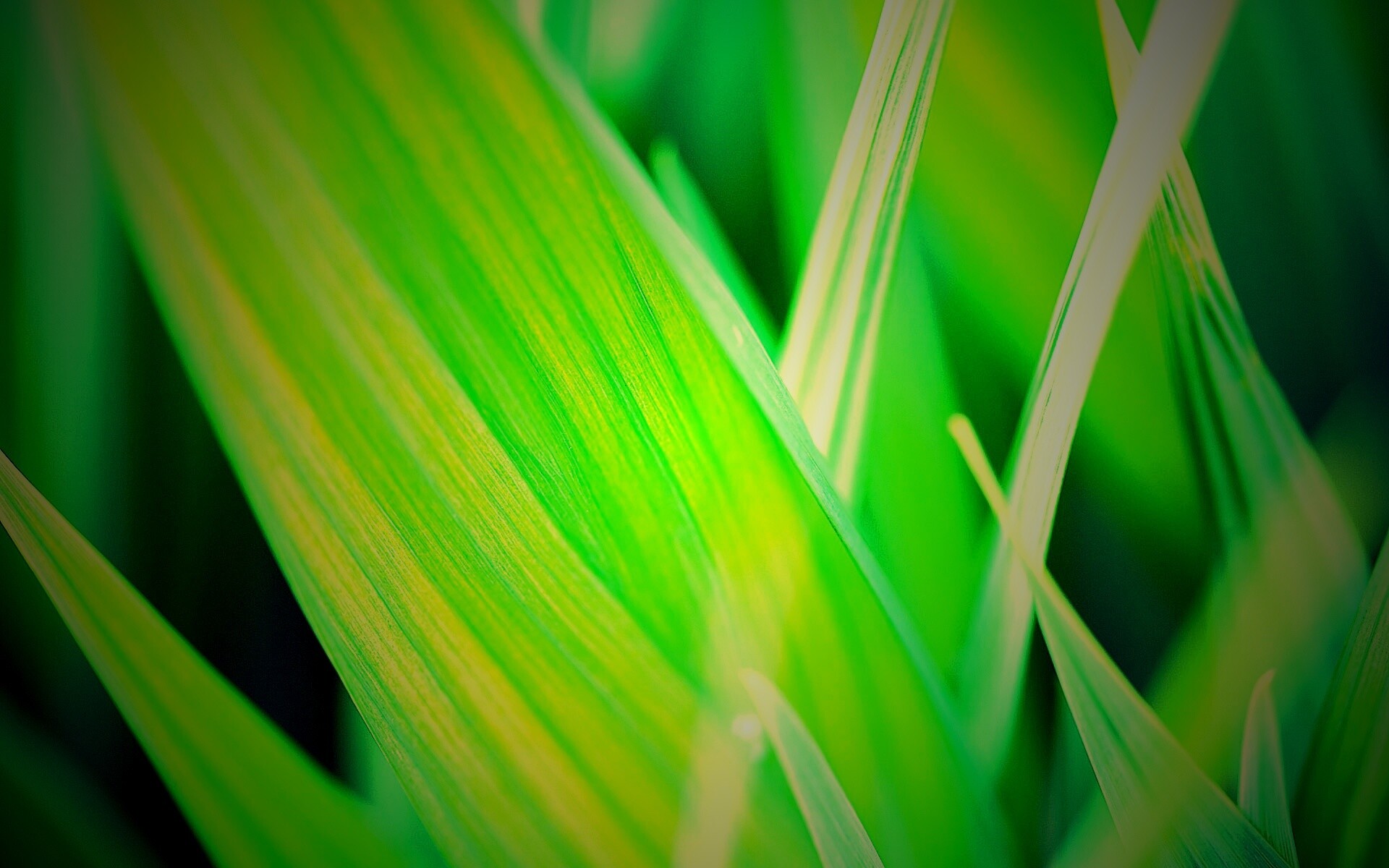 Идеальный кусочек зелени обои