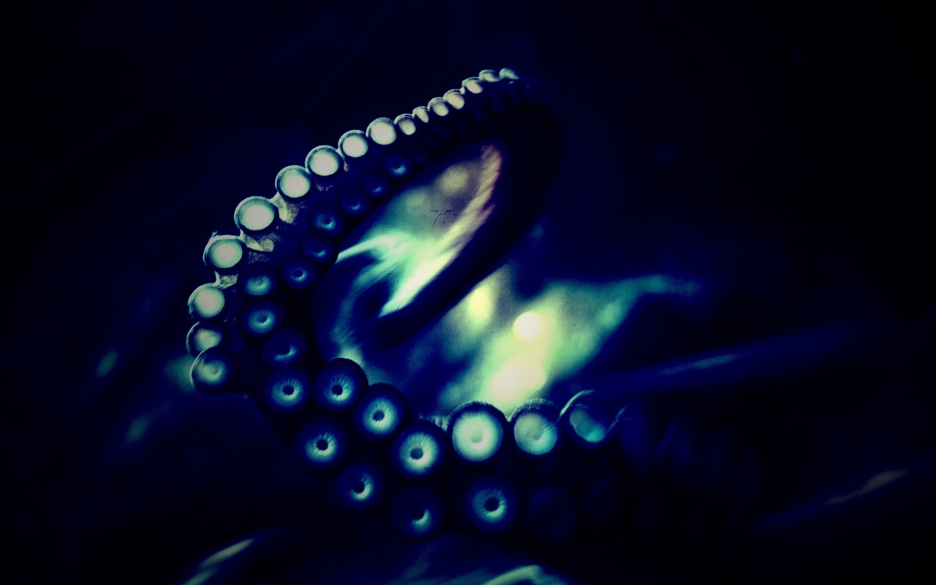 Щупальце обои