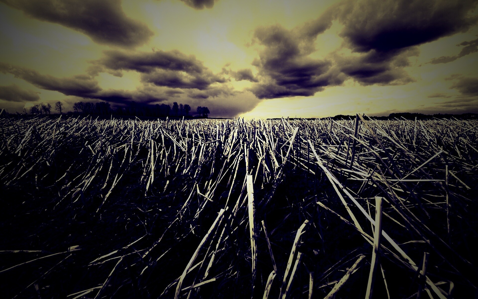 Убранное поле обои