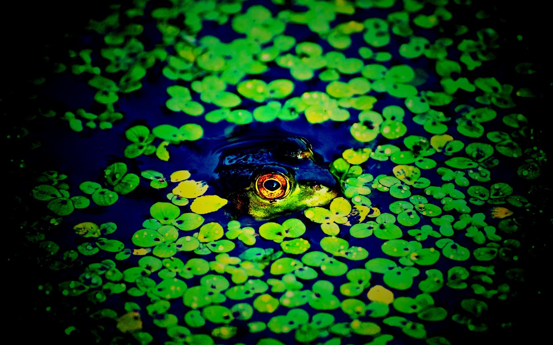 Маленькая лягушка обои