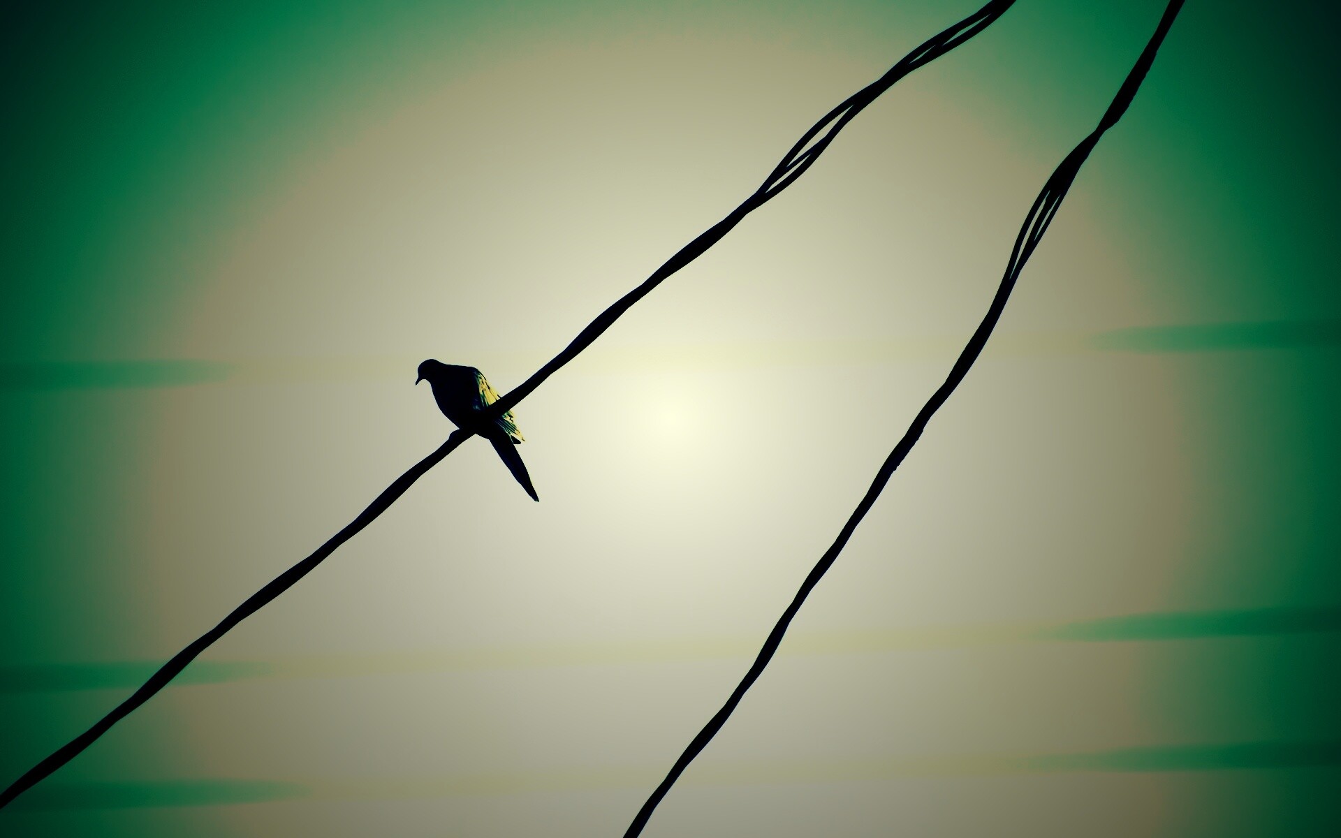 Птица на проводе обои