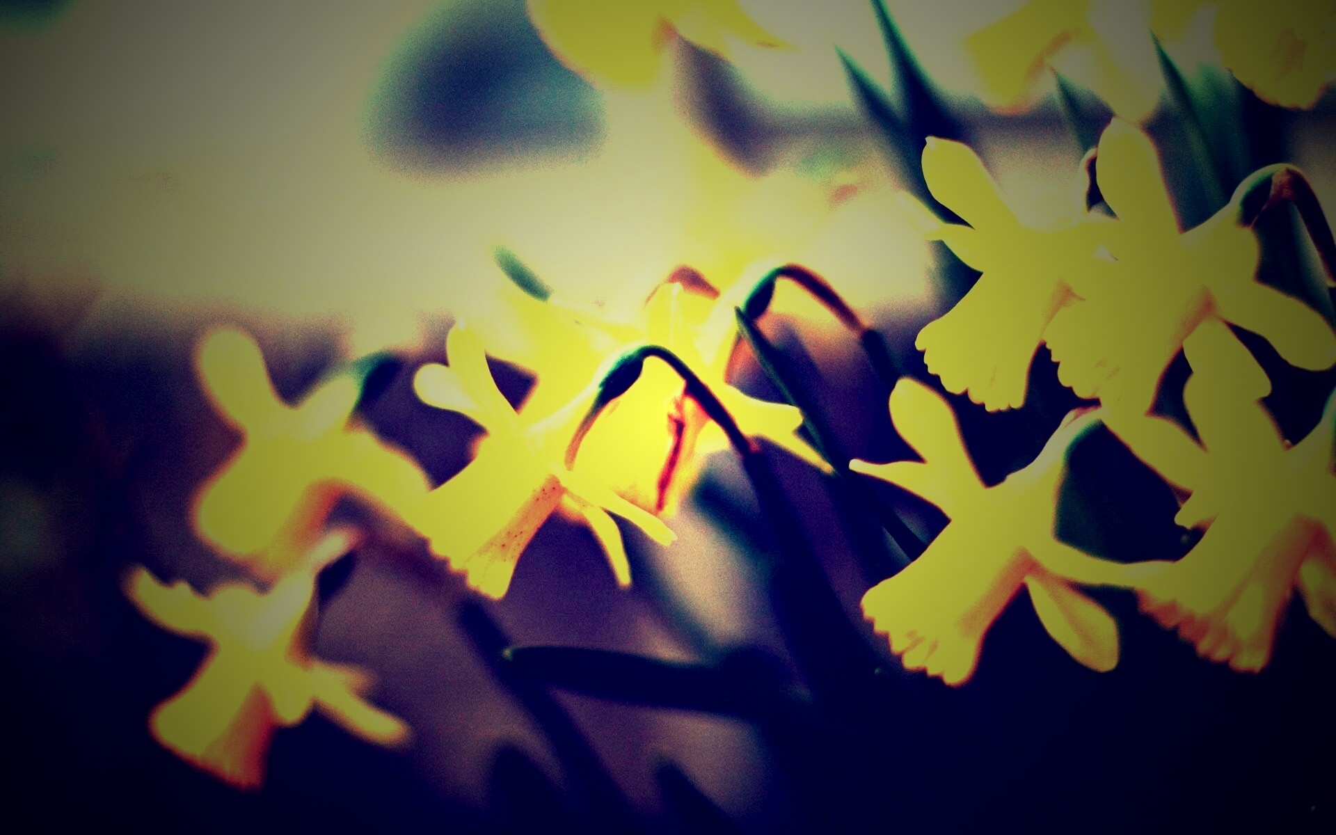 Нарциссы обои