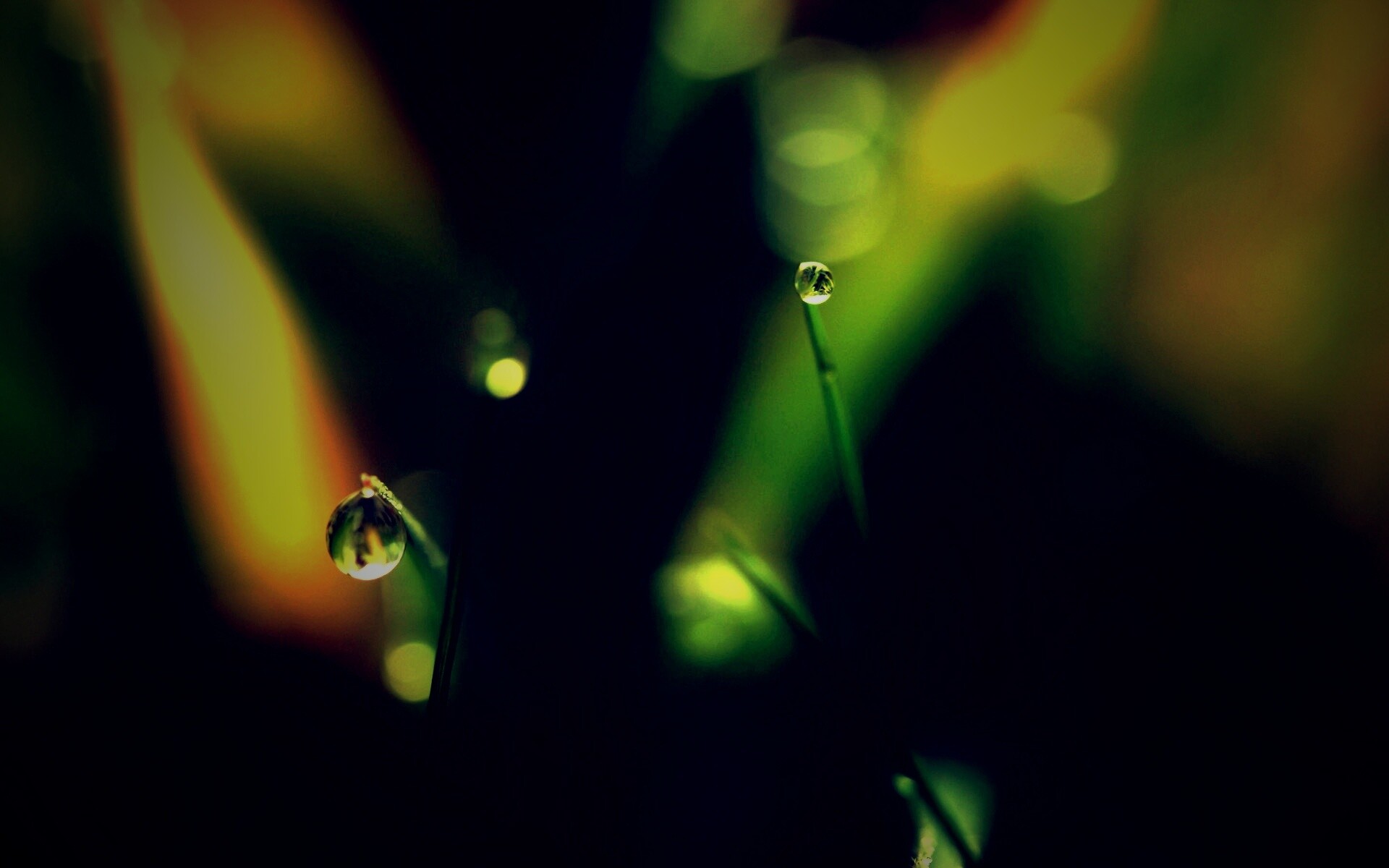 Роса на травинке обои