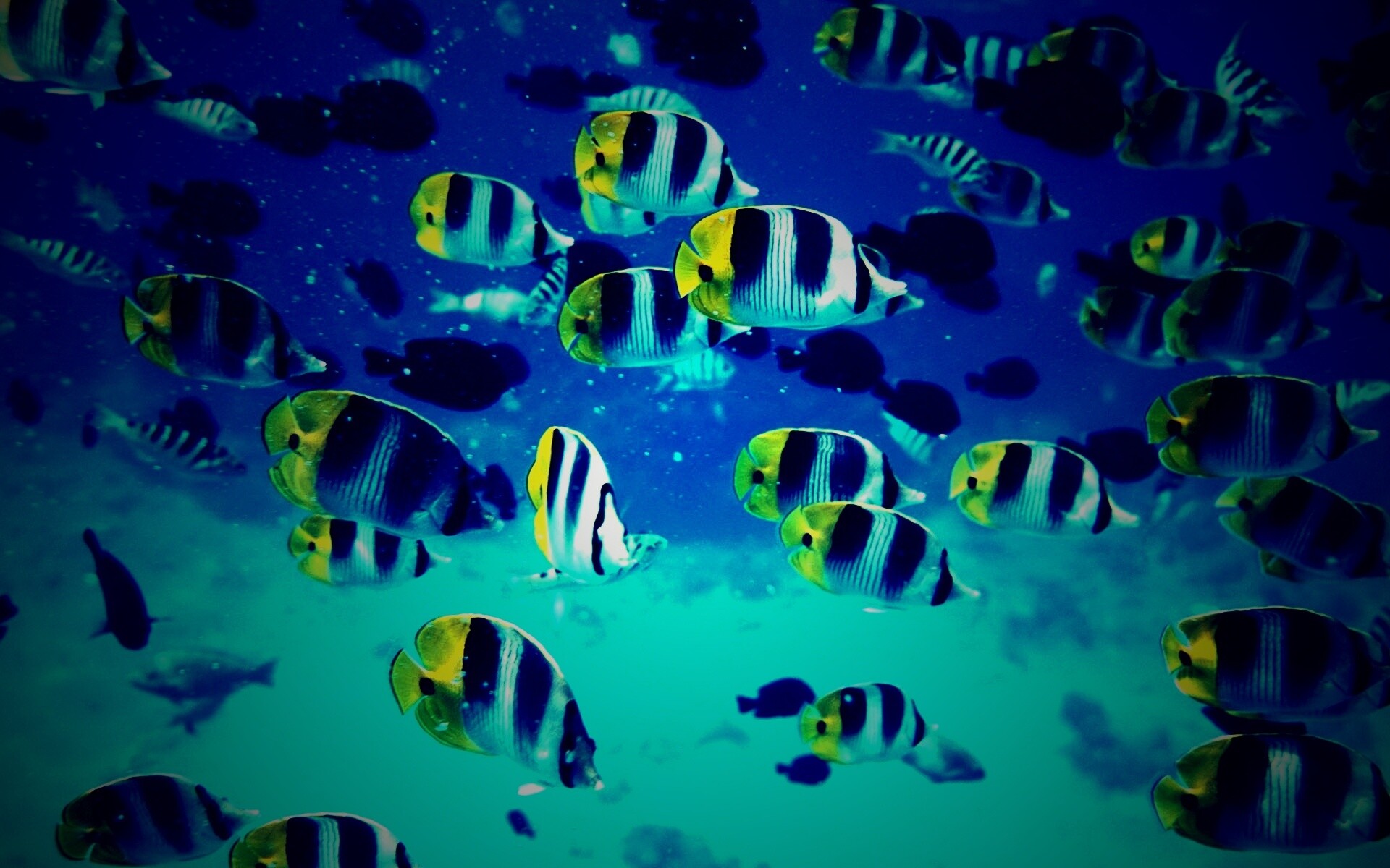 Косяк тропических рыбок обои
