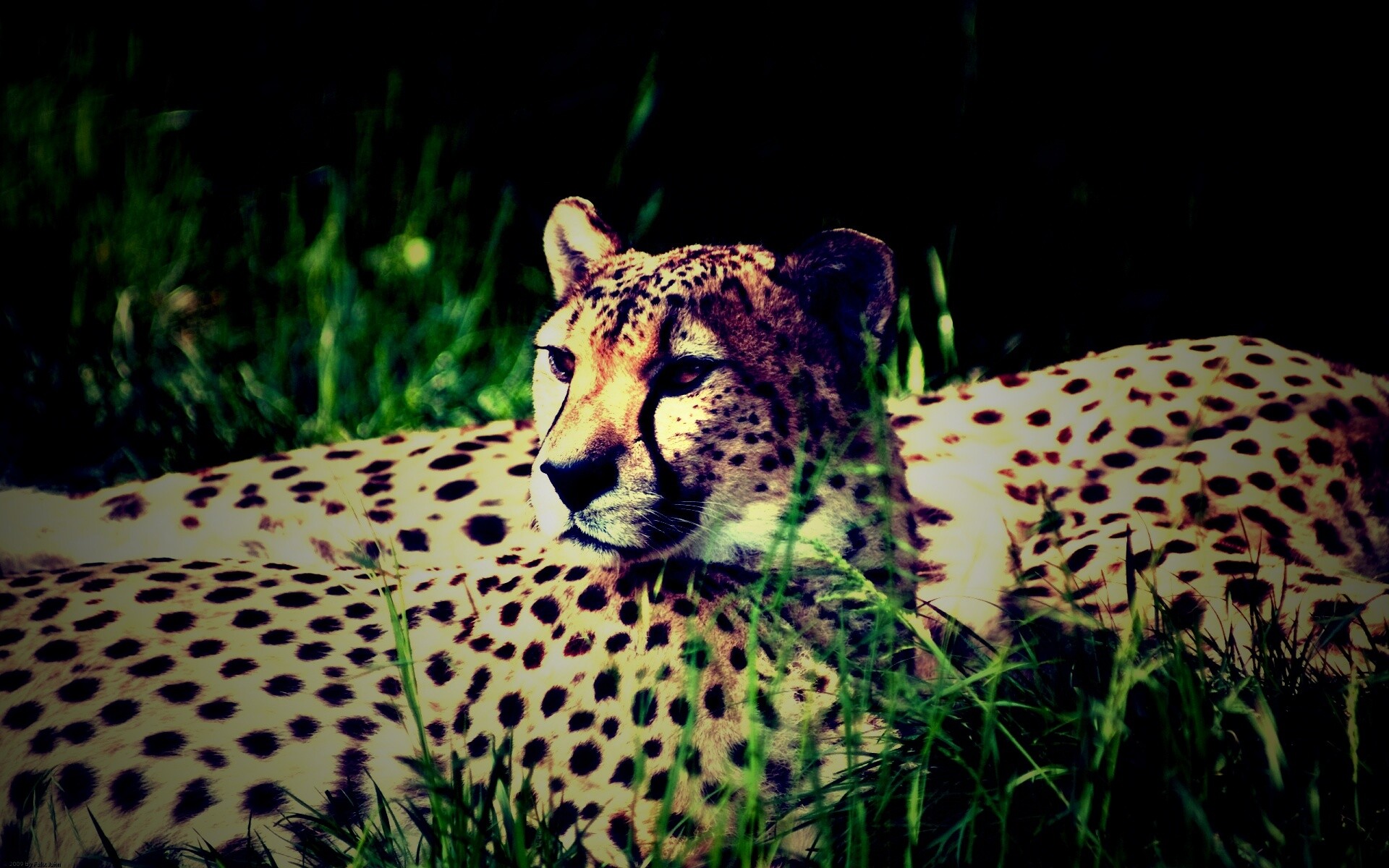 Два изящных гепард в природе обои