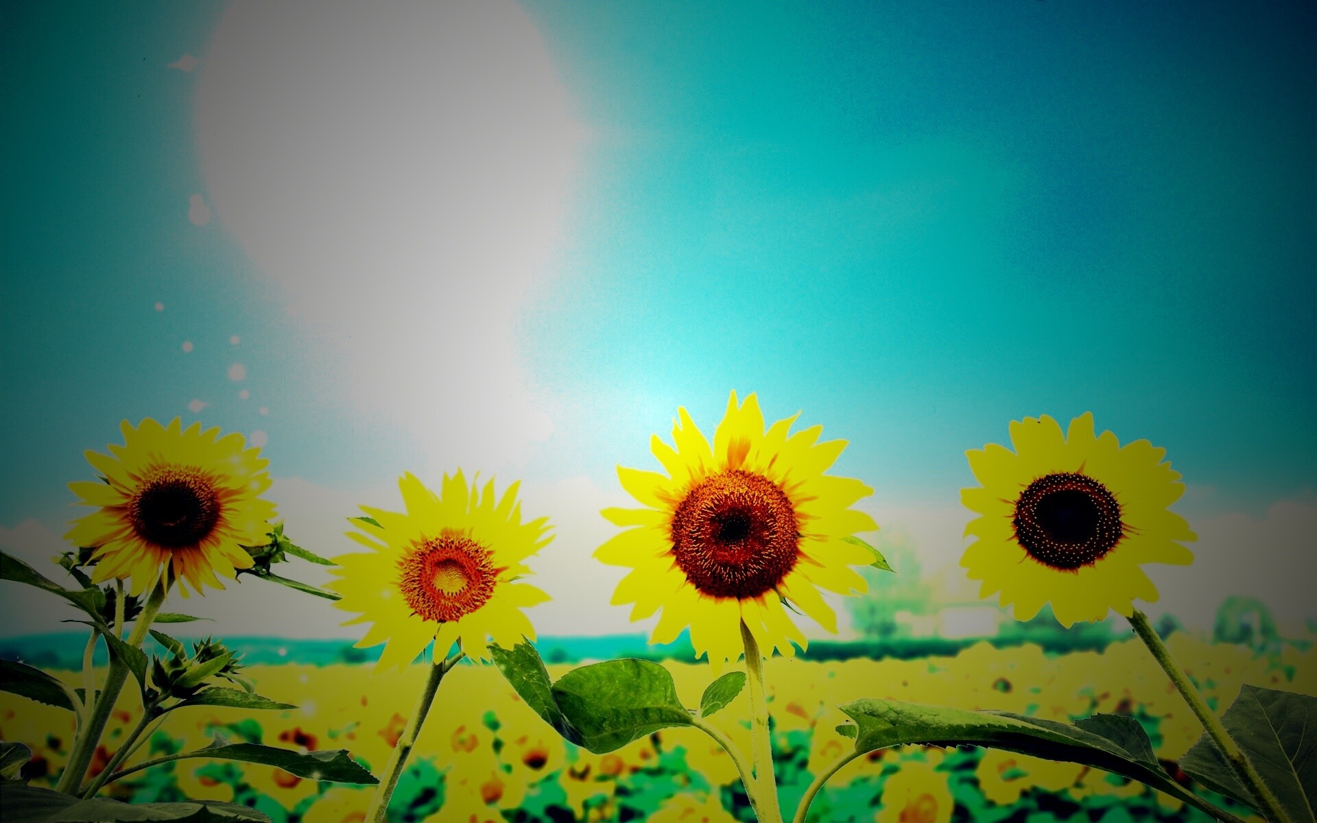Подсолнухи не смотрят на солнце обои
