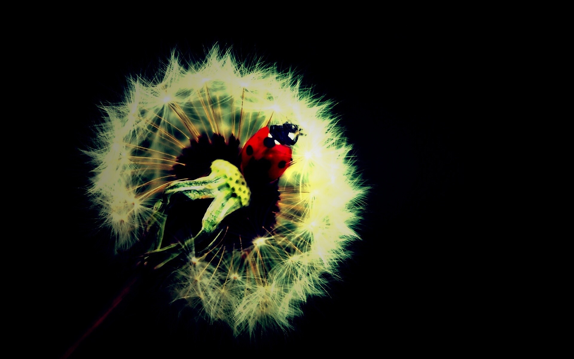 Божья коровка на одуванчике обои