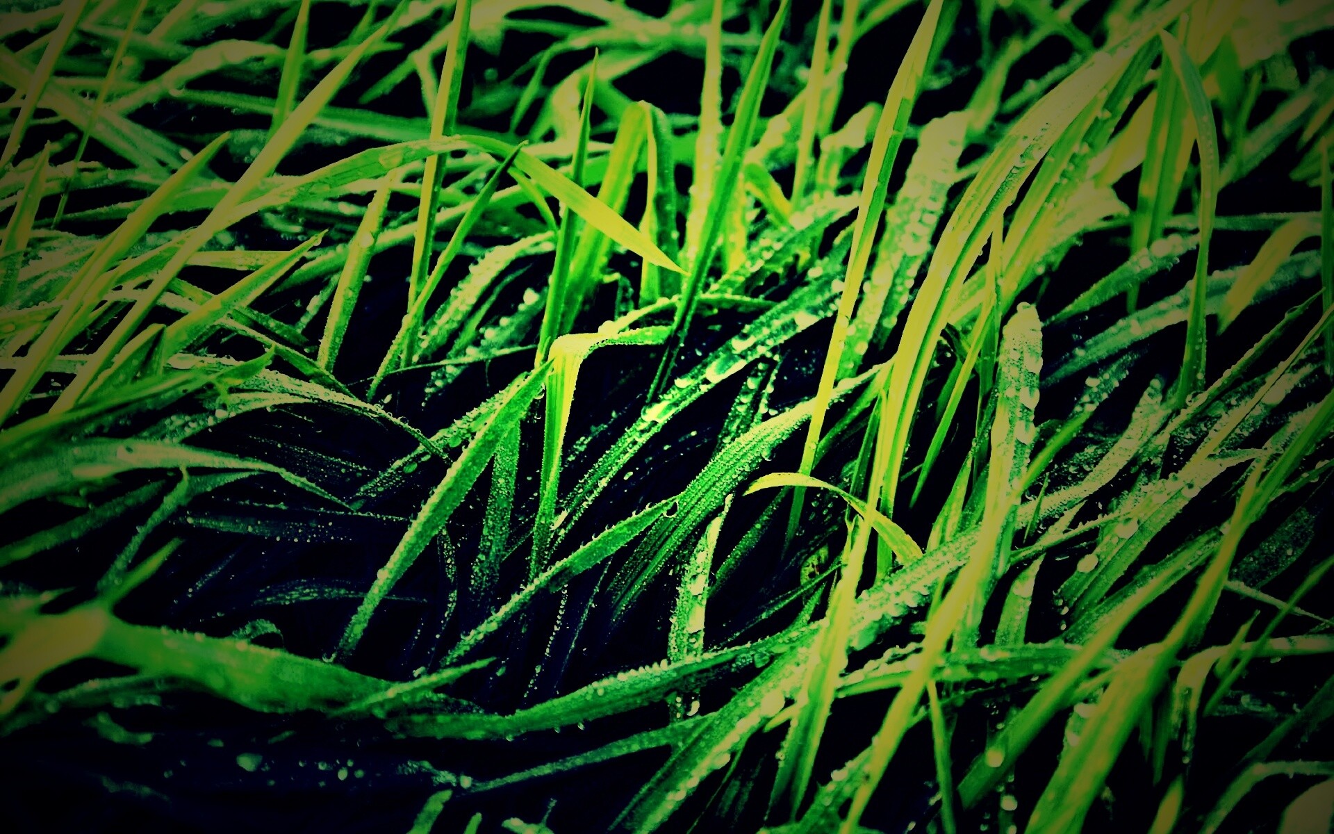 Роса на траве обои