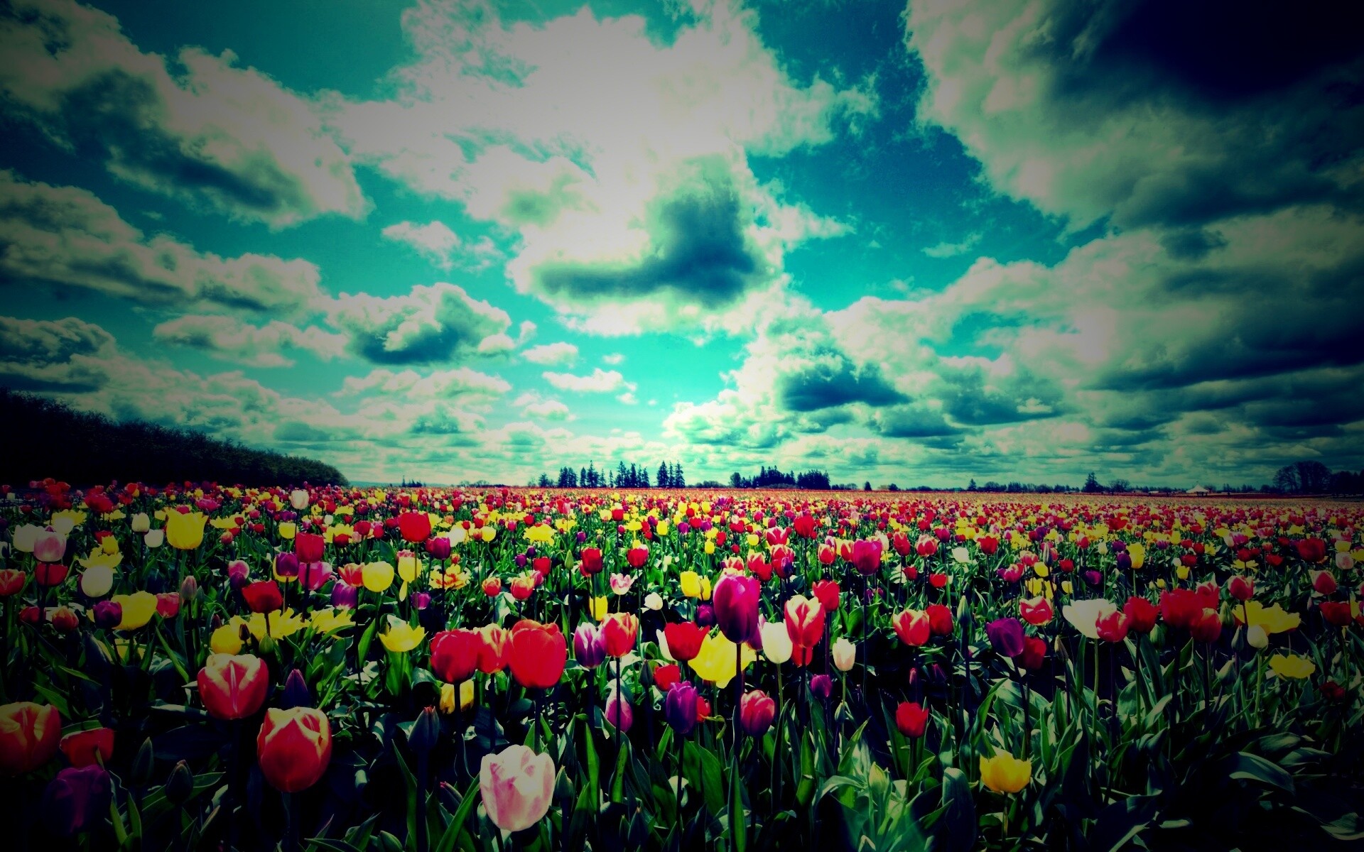 Поле тюльпанов обои