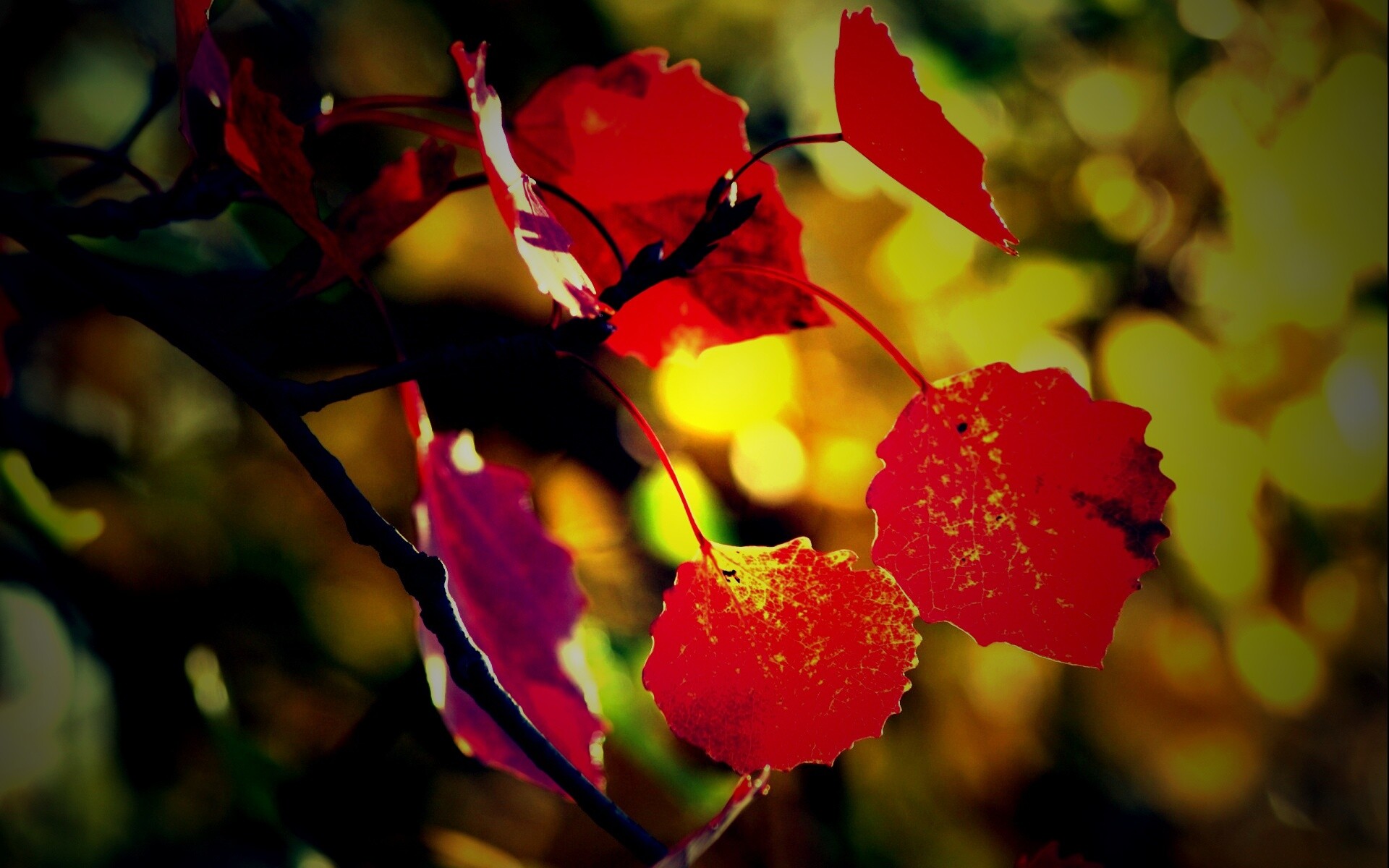 Красные листья обои