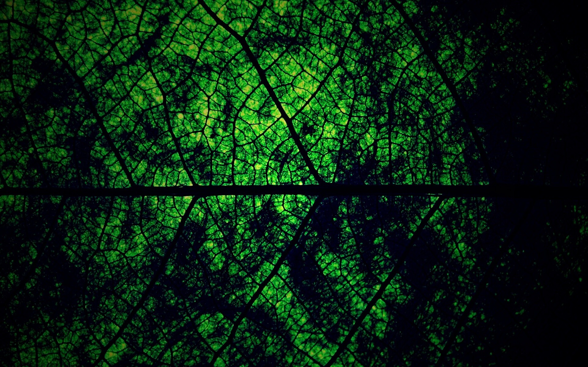 Свечение зеленого листа в макро обои