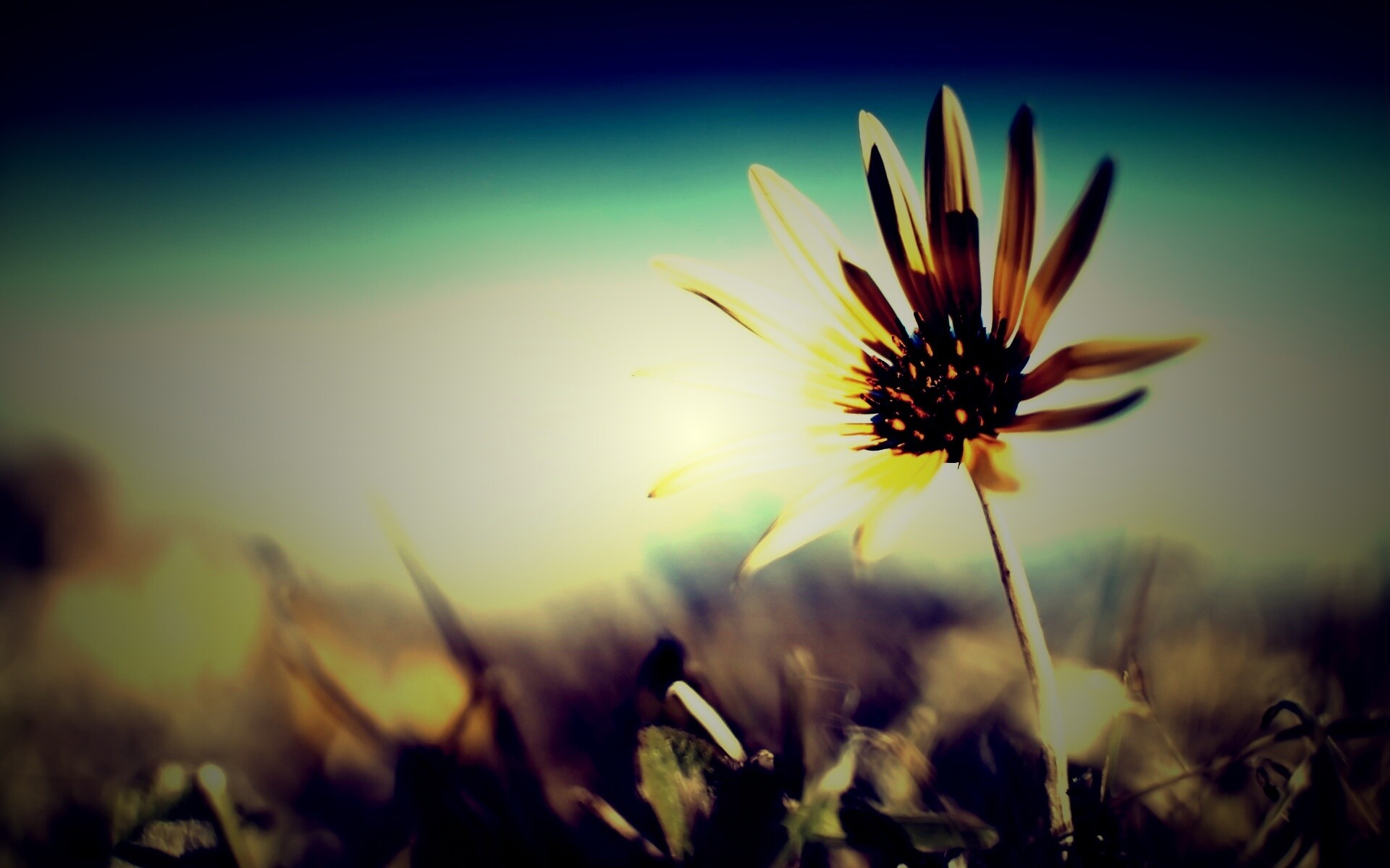 Летний цветок на солнце обои