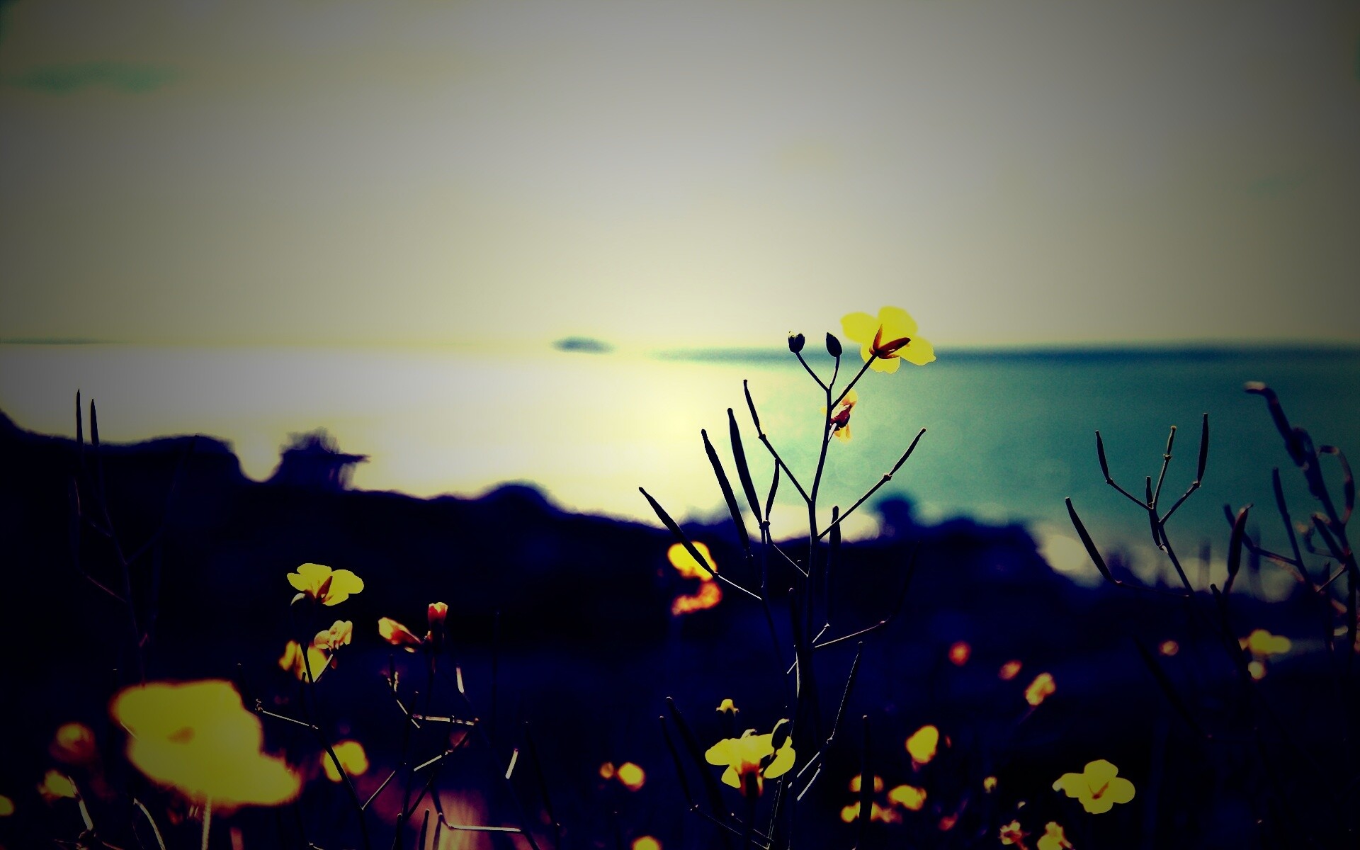 Мелкие жёлтые цветы обои