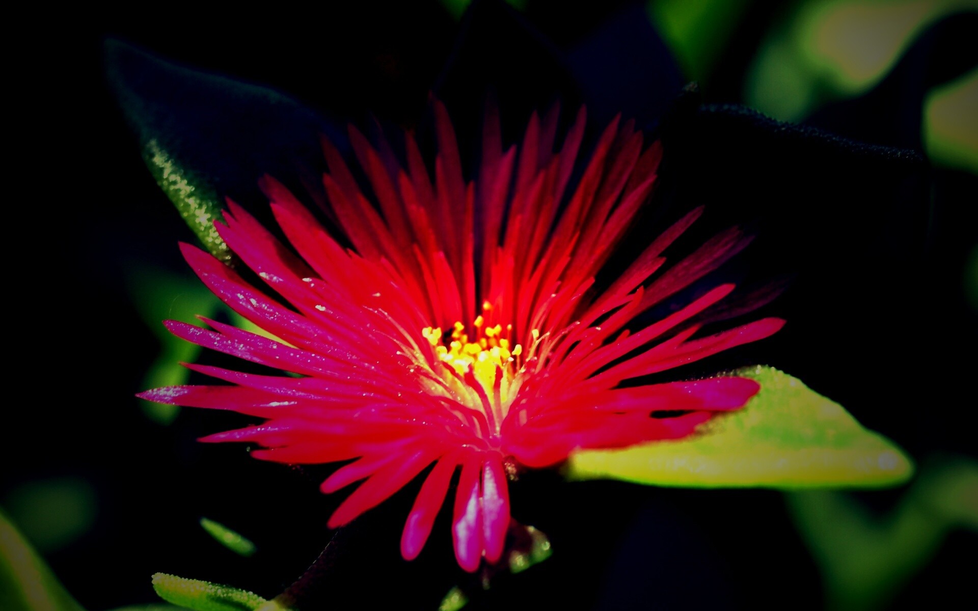 Чудесный цветок обои