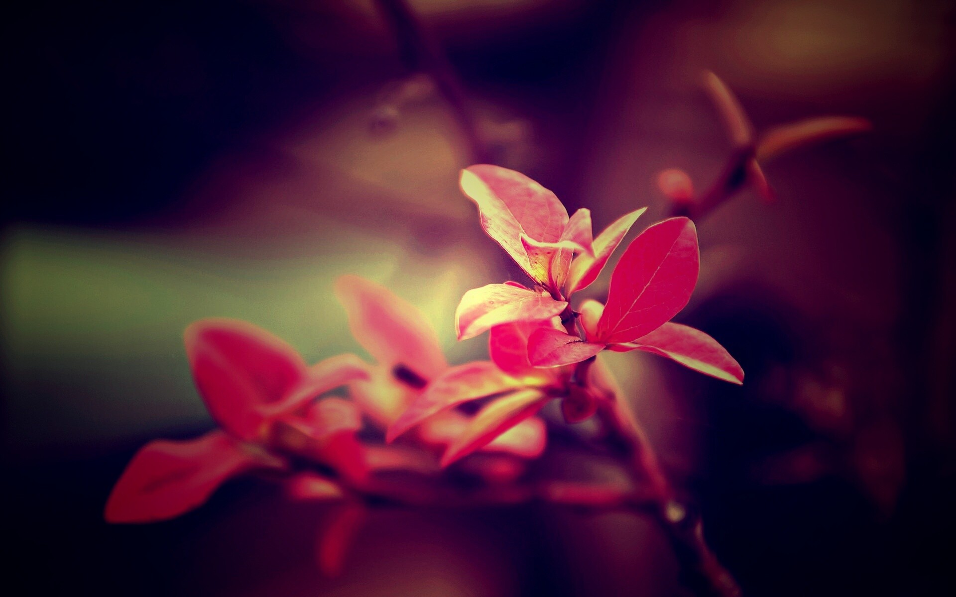 Красные листья на ветке обои