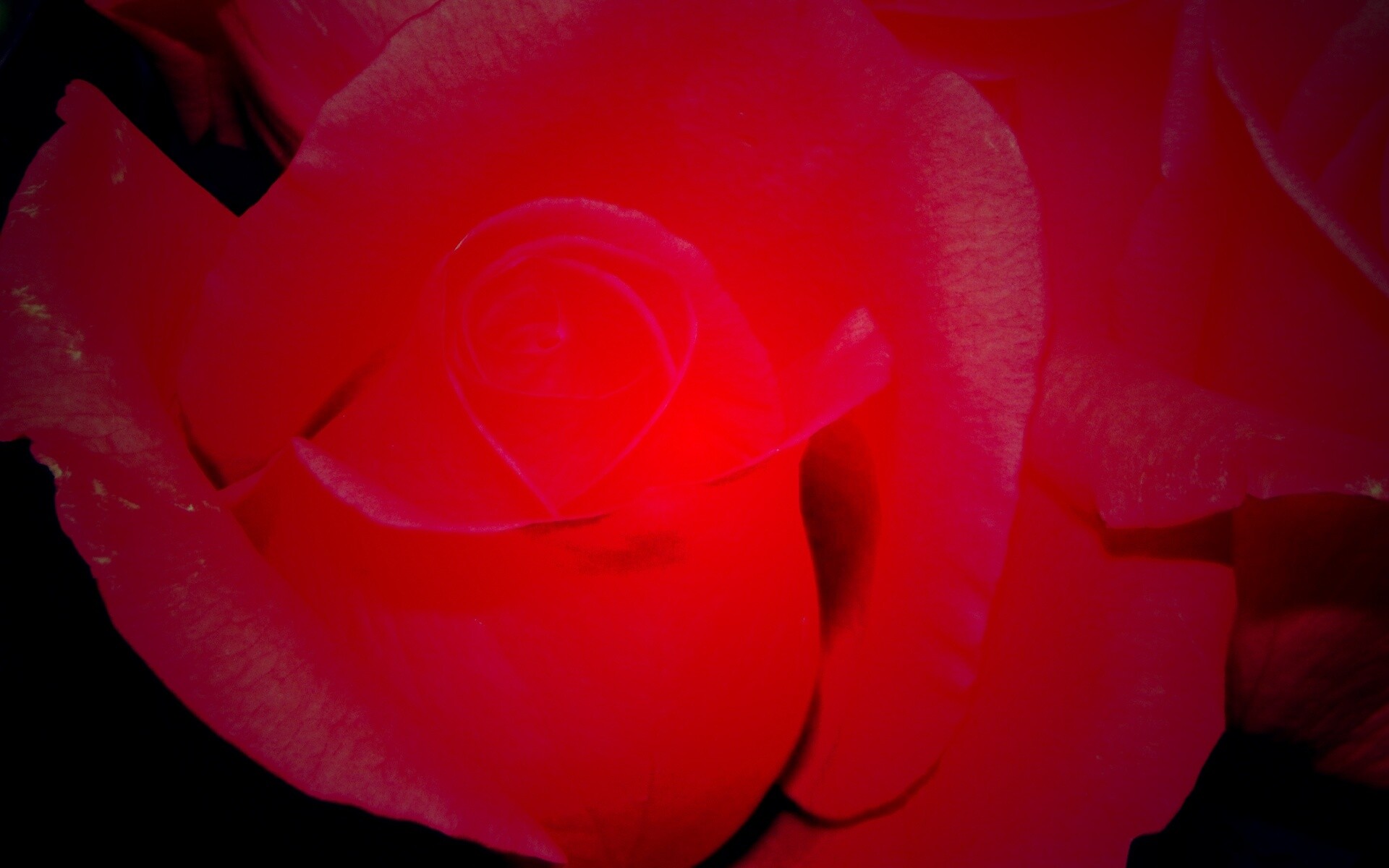 Бутон розы обои