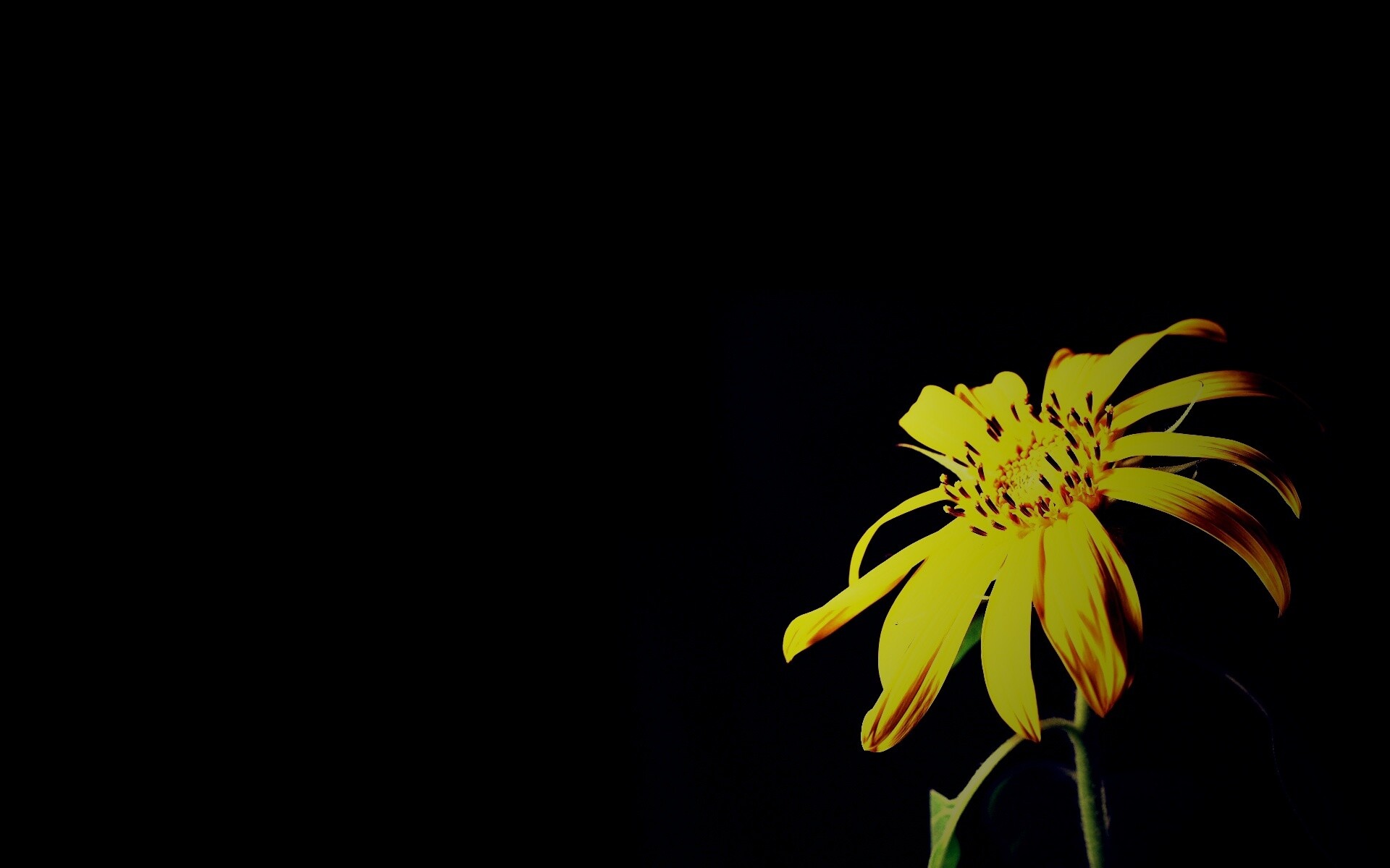Жёлтый цветок на чёрном фоне обои