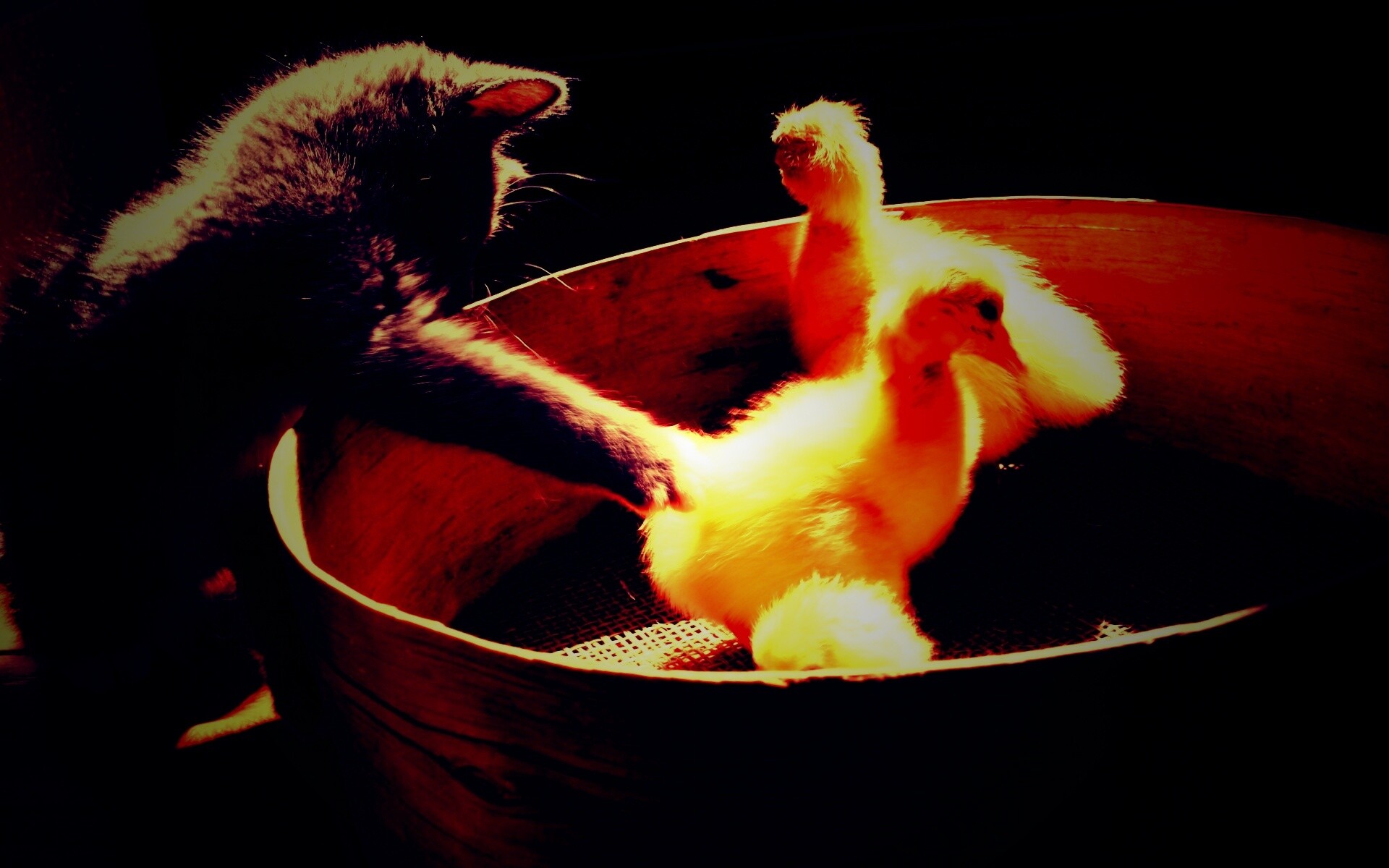 Котенок играет с утятами обои