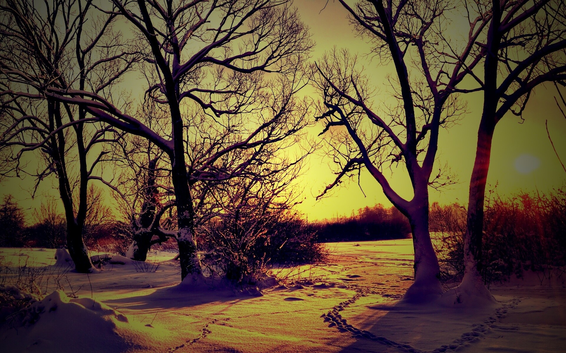 Солнечный свет в зимнем лесу обои