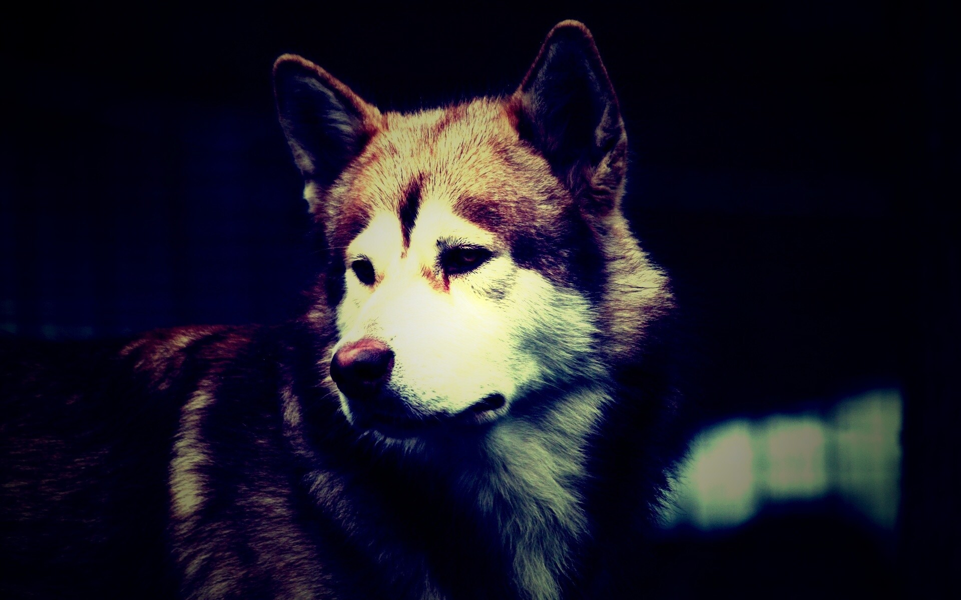 Собака с грустным взглядом обои