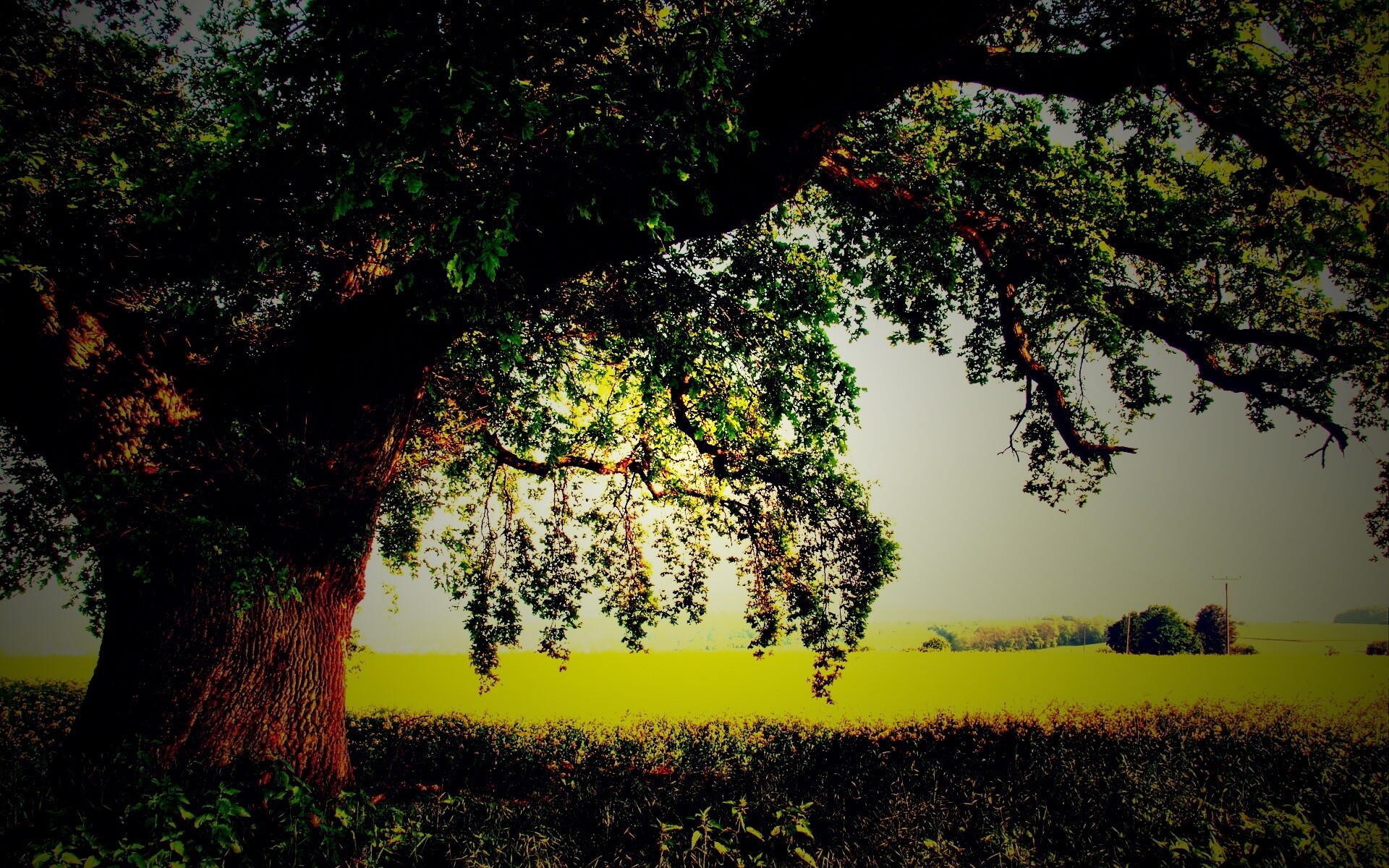 Старый дуб обои