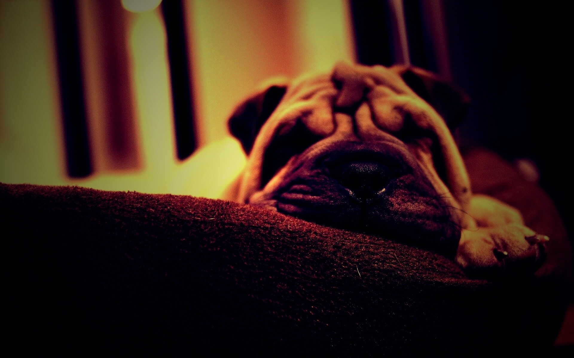 Щенок шарпея спит обои