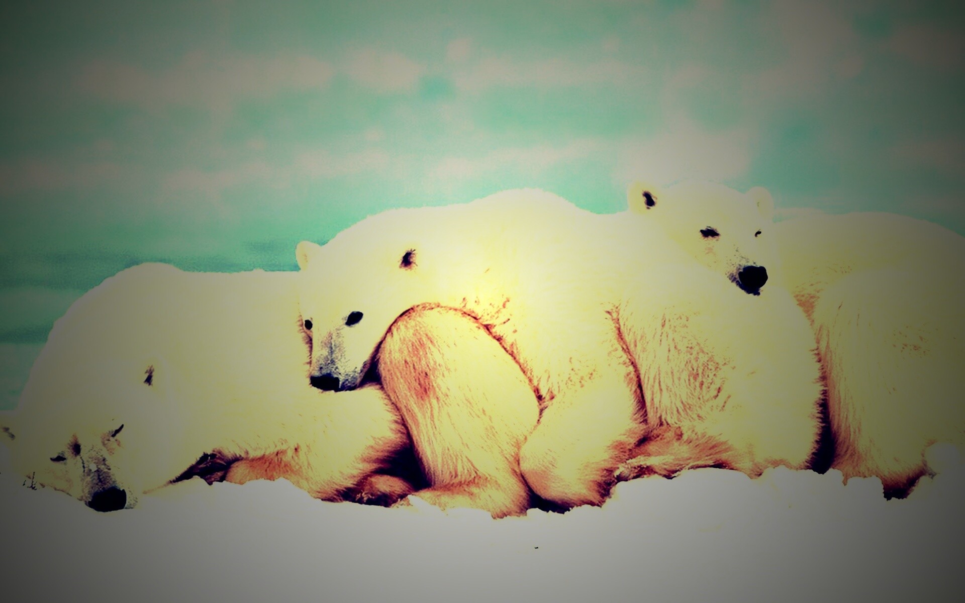 Белые мишки спят обои