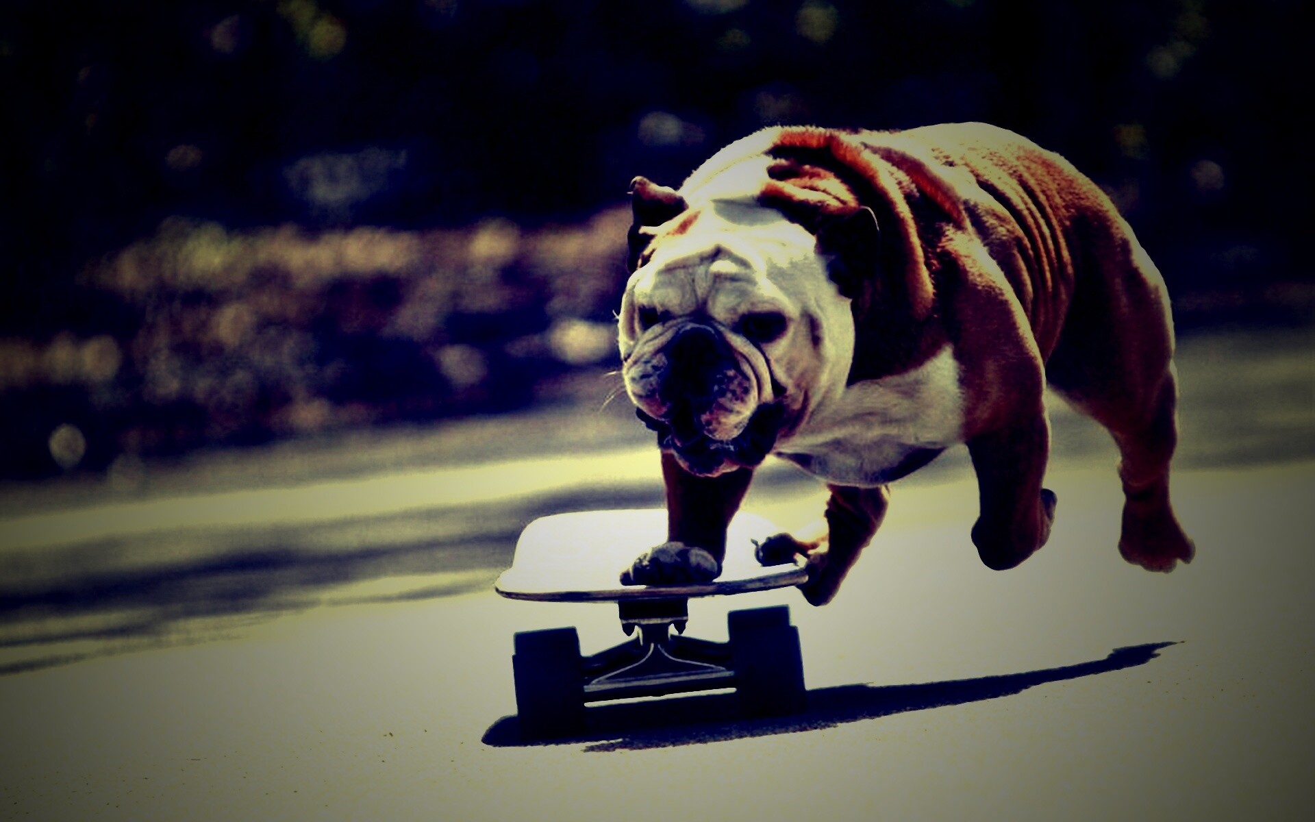 Собака на скейтборде обои