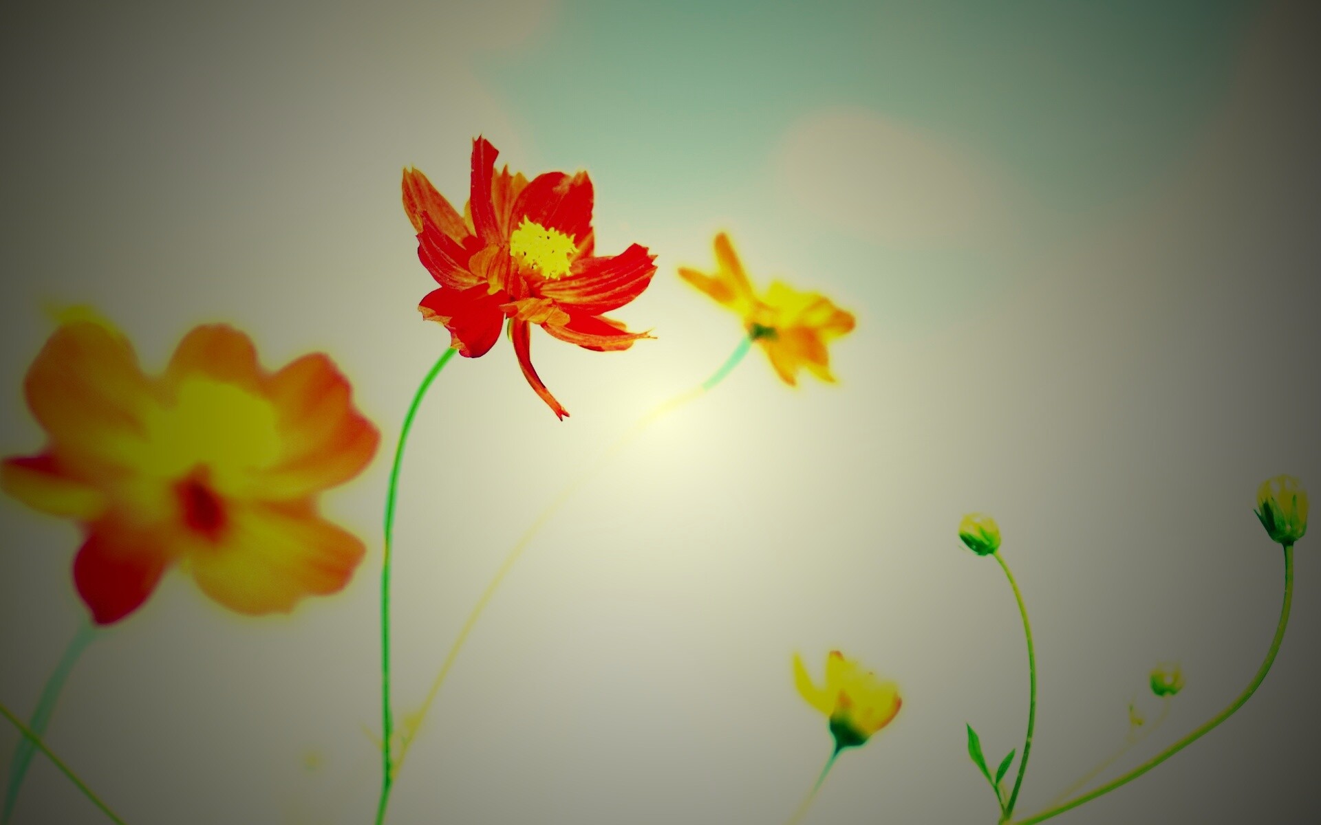 Летние цветы на фоне неба обои