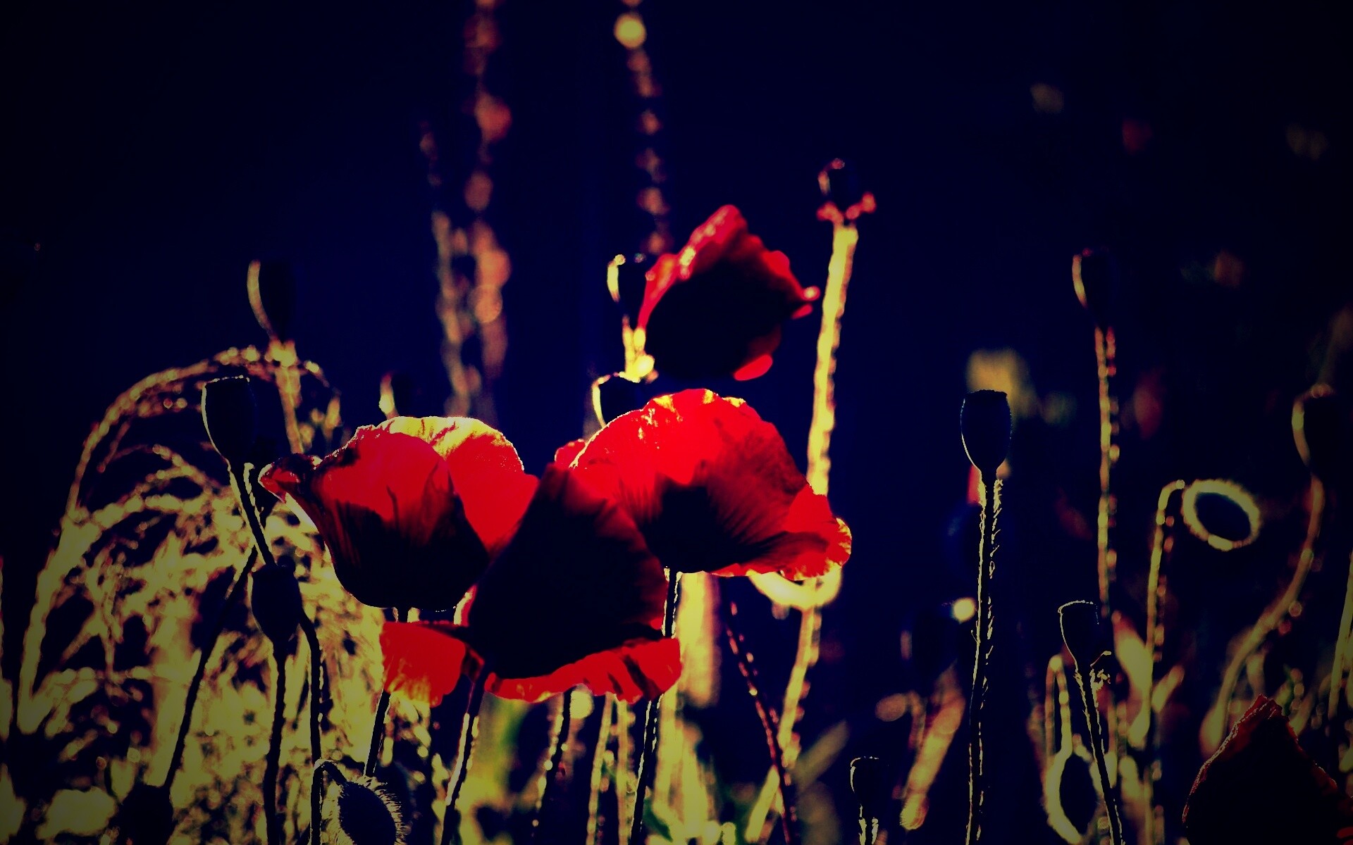 Макро фото мака обои