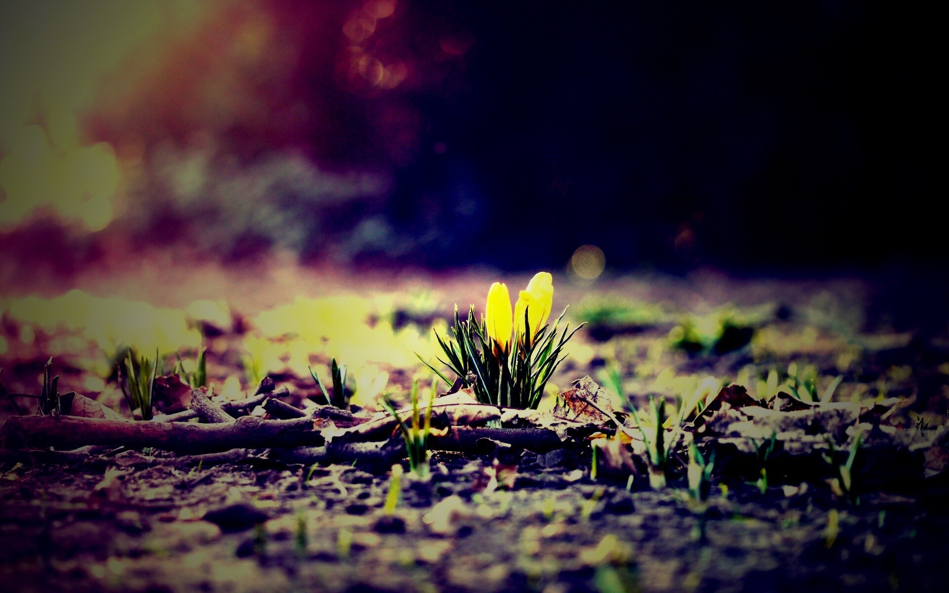 Весенняя трава и цветы обои