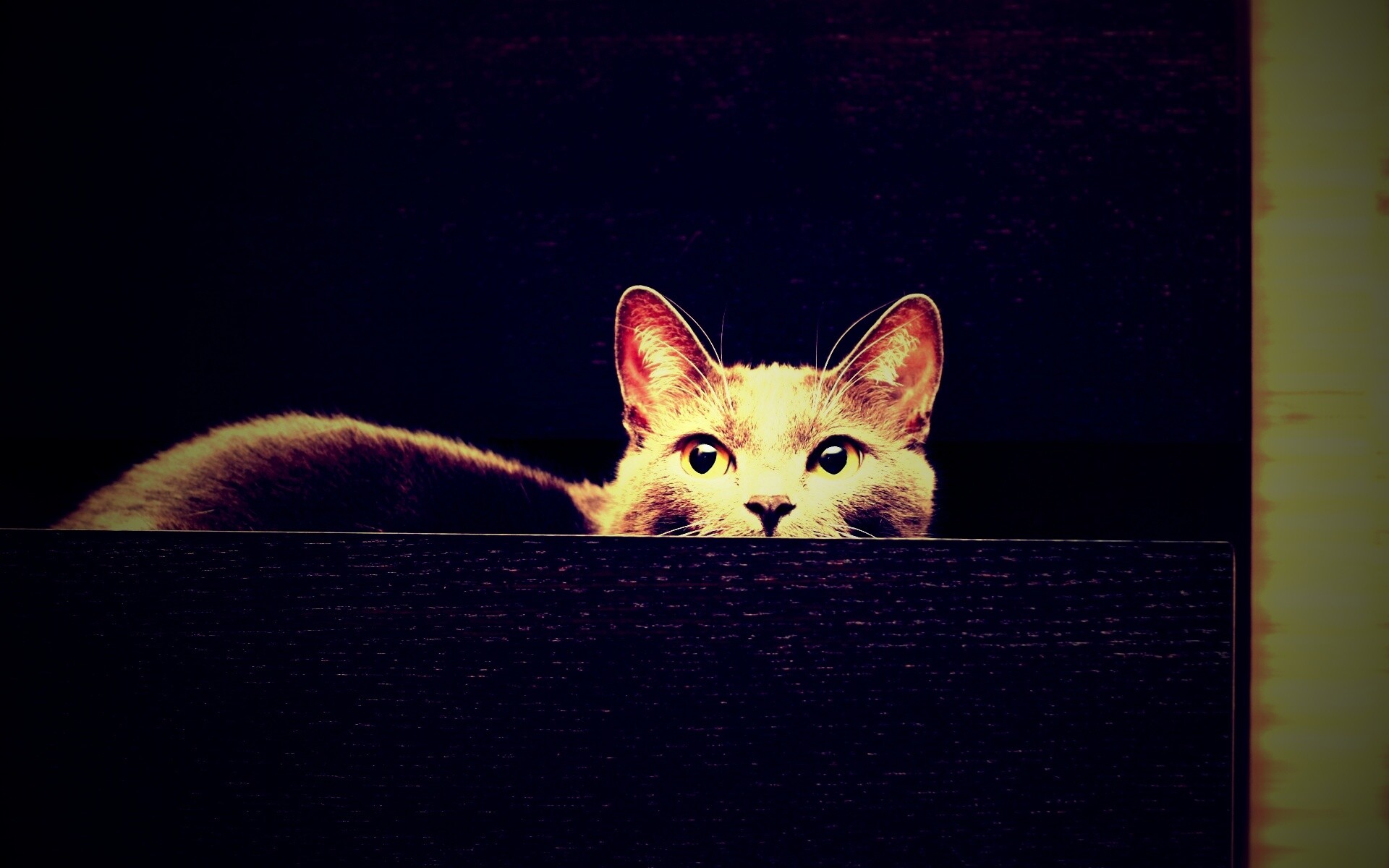 Кот в ящике комода обои