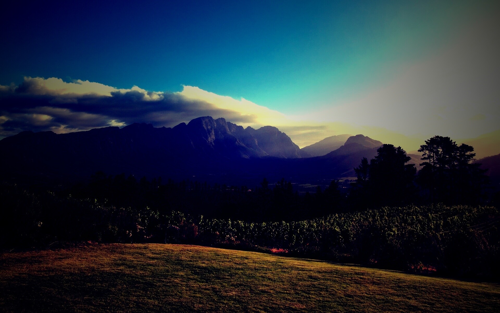 Виноградники в Африке обои