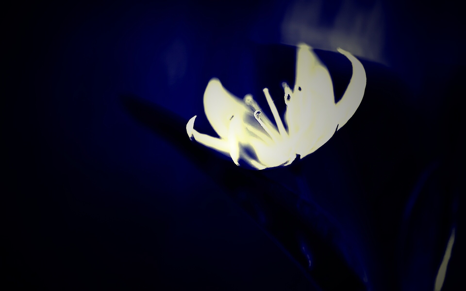 Белый цветок обои