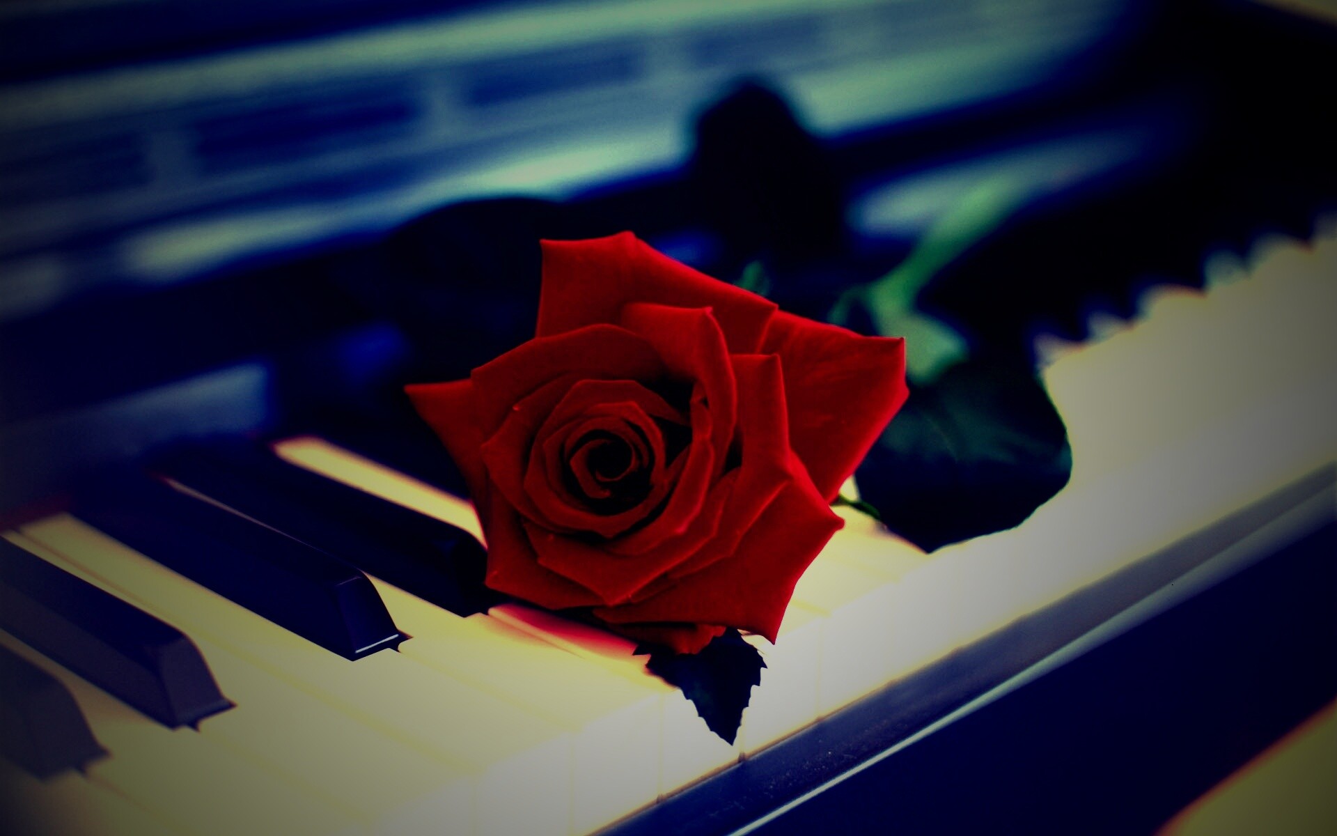 Роза на клавишах пианино обои