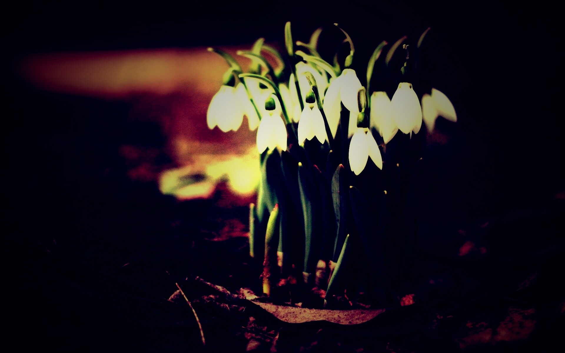 Подснежники - весенние цветы обои